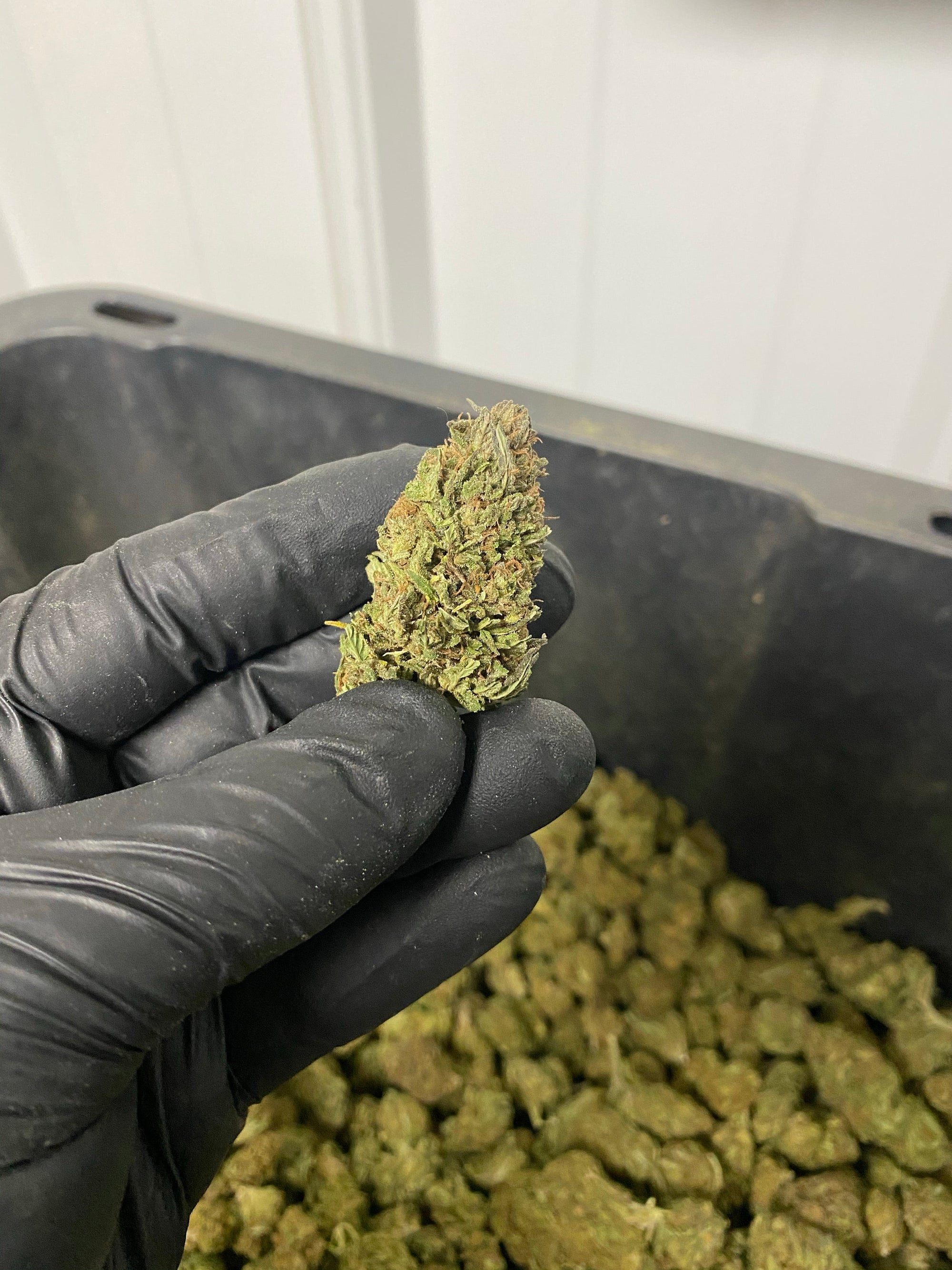 Trump-X CBD Flower