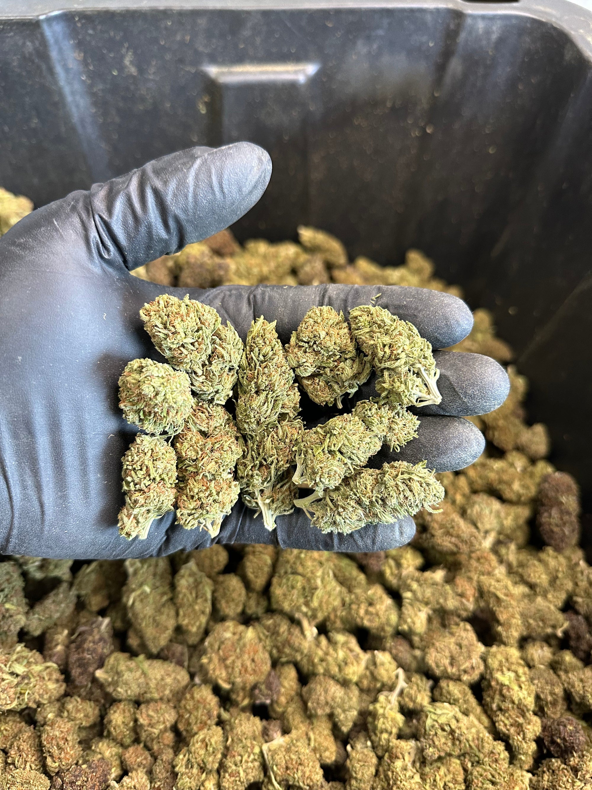 Chem Berry Hemp Flower