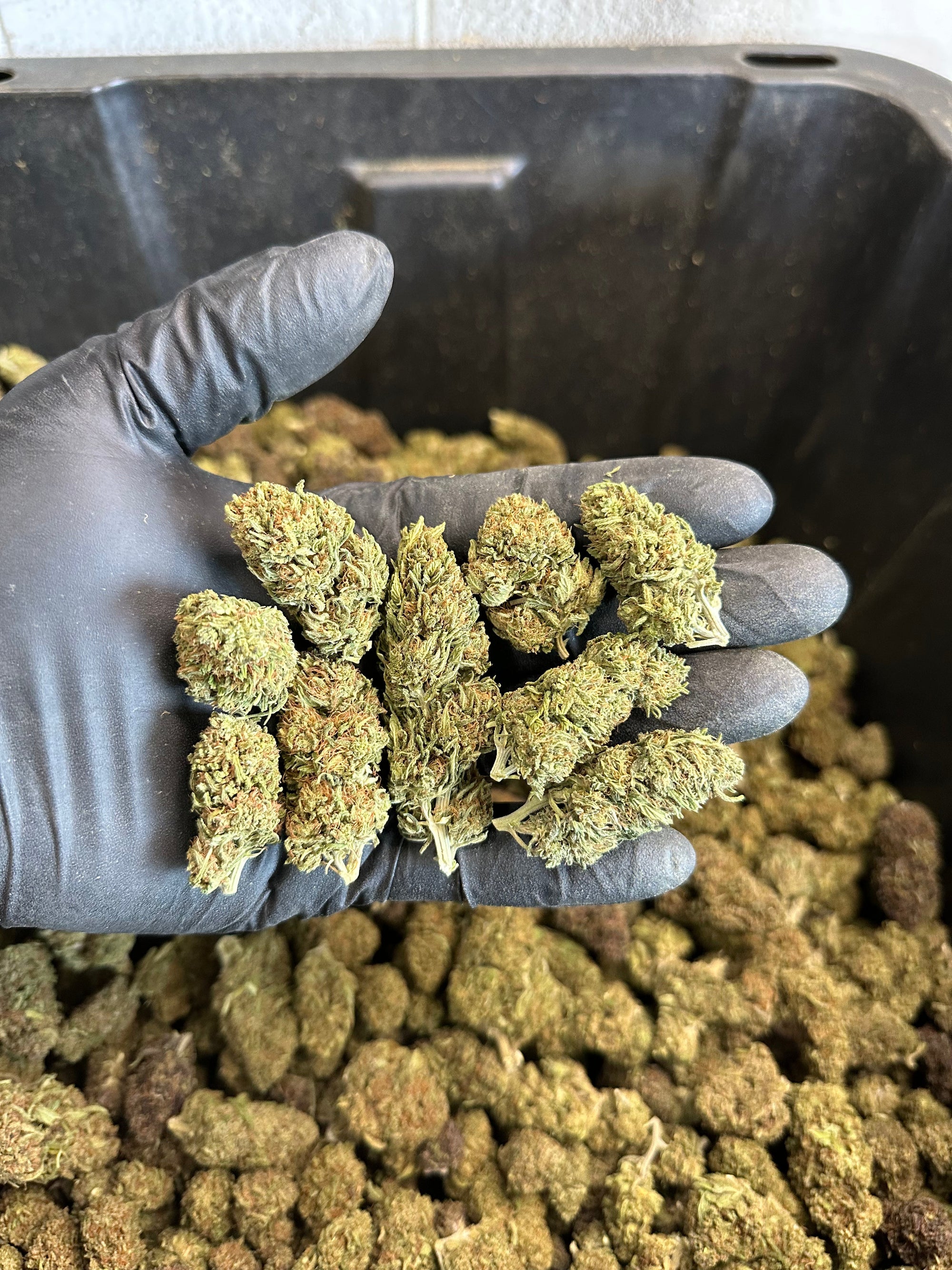 Chem Berry Hemp Flower