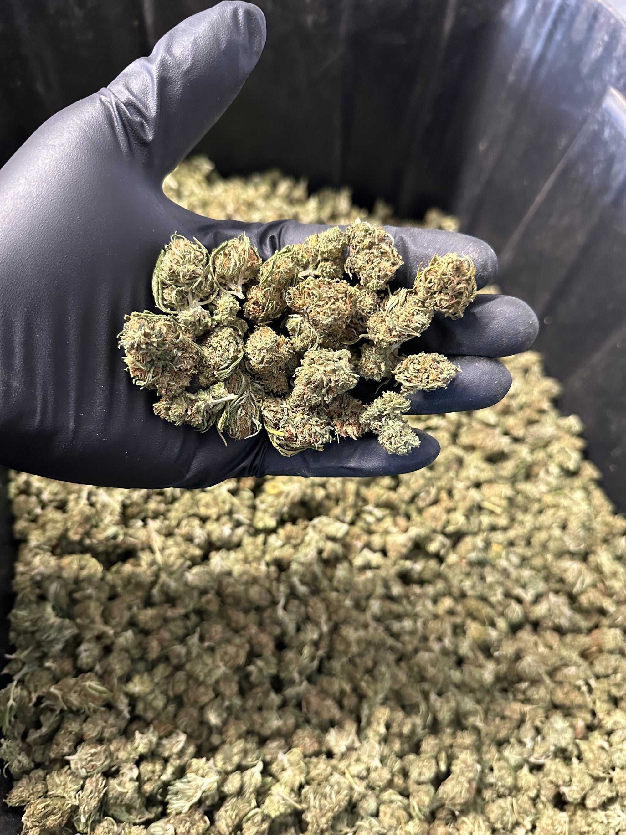 Cake Berry Hemp Flower Smalls