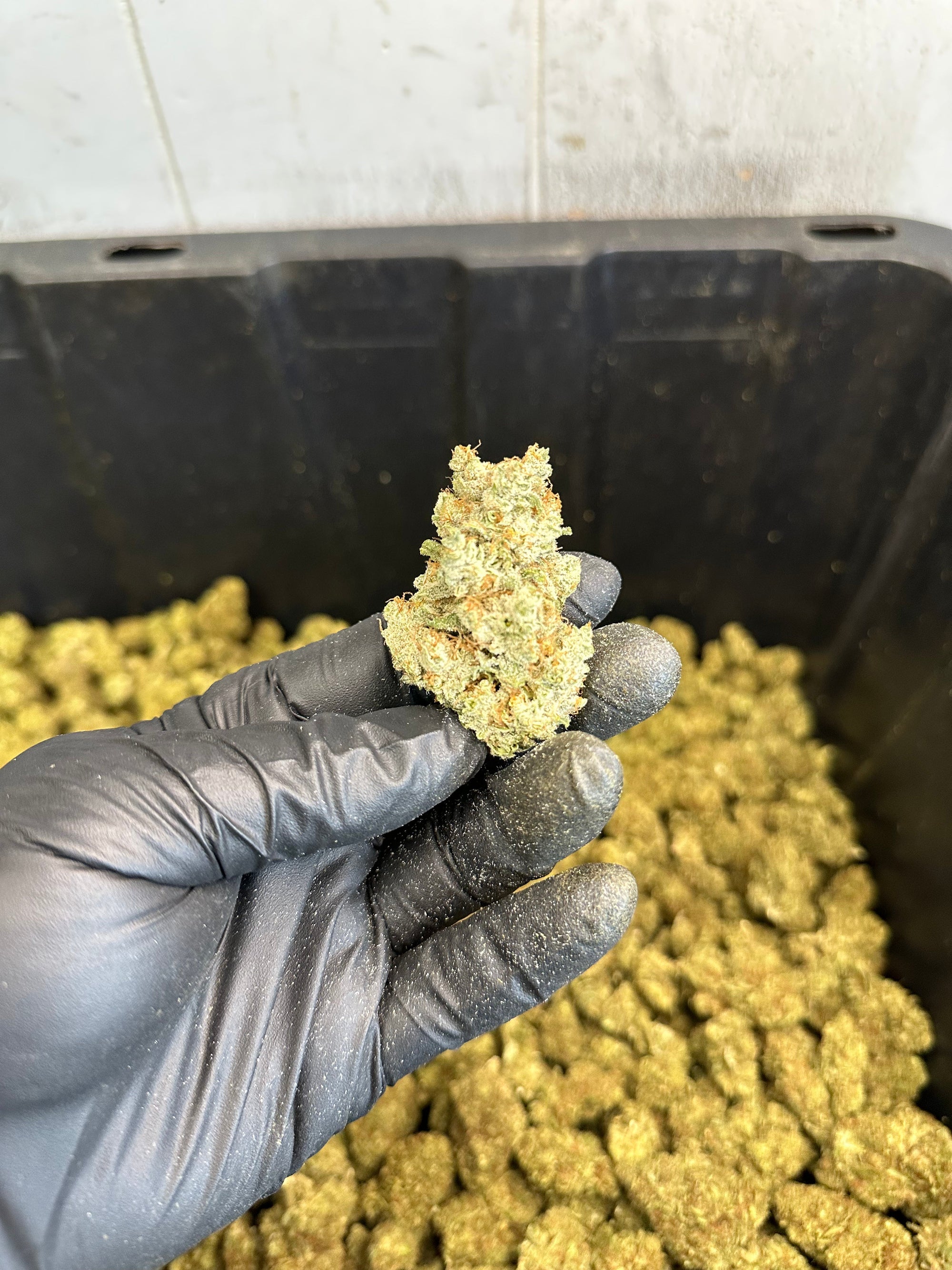 Indoor White Wizard CBG Hemp Flower