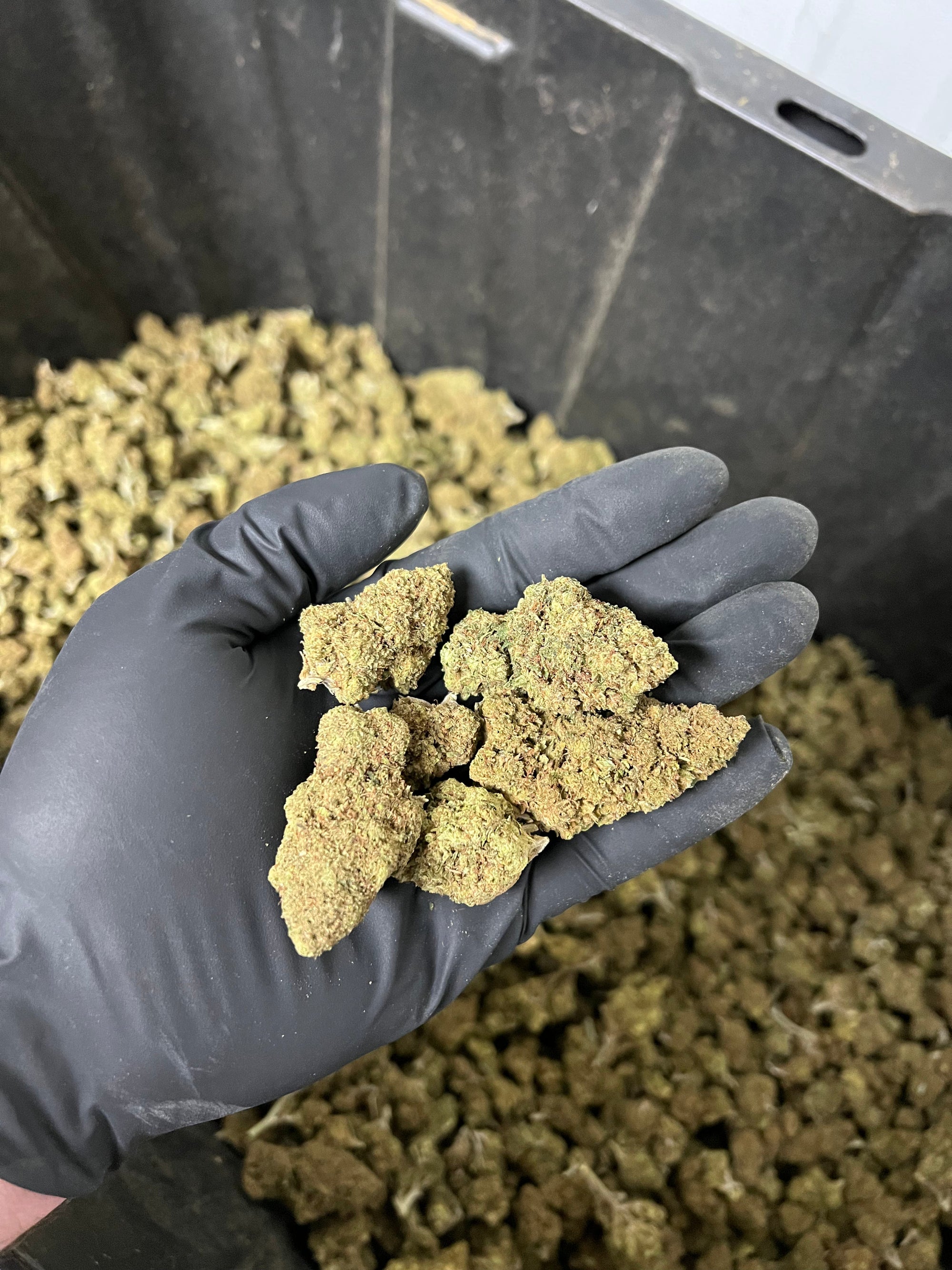 Hawaiian Express Hemp Flower