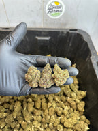 Indoor Purple Skunk CBD Hemp Flower