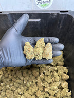 Indoor Northern Lights CBD Hemp Flower