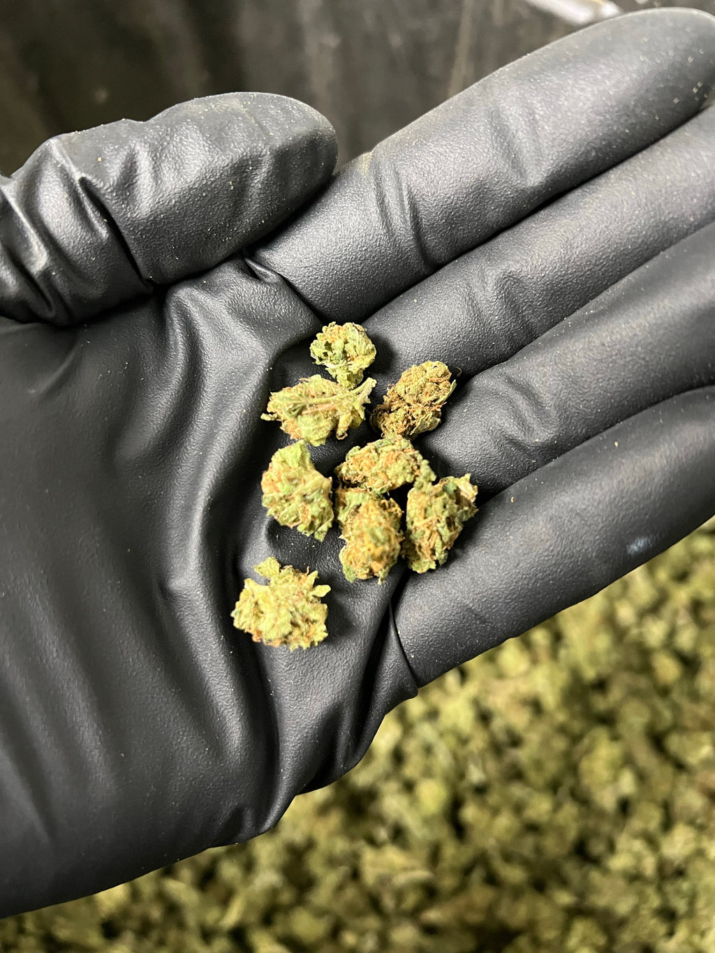 Suver Haze Smalls