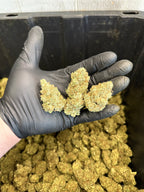 Indoor White Wizard CBG Hemp Flower