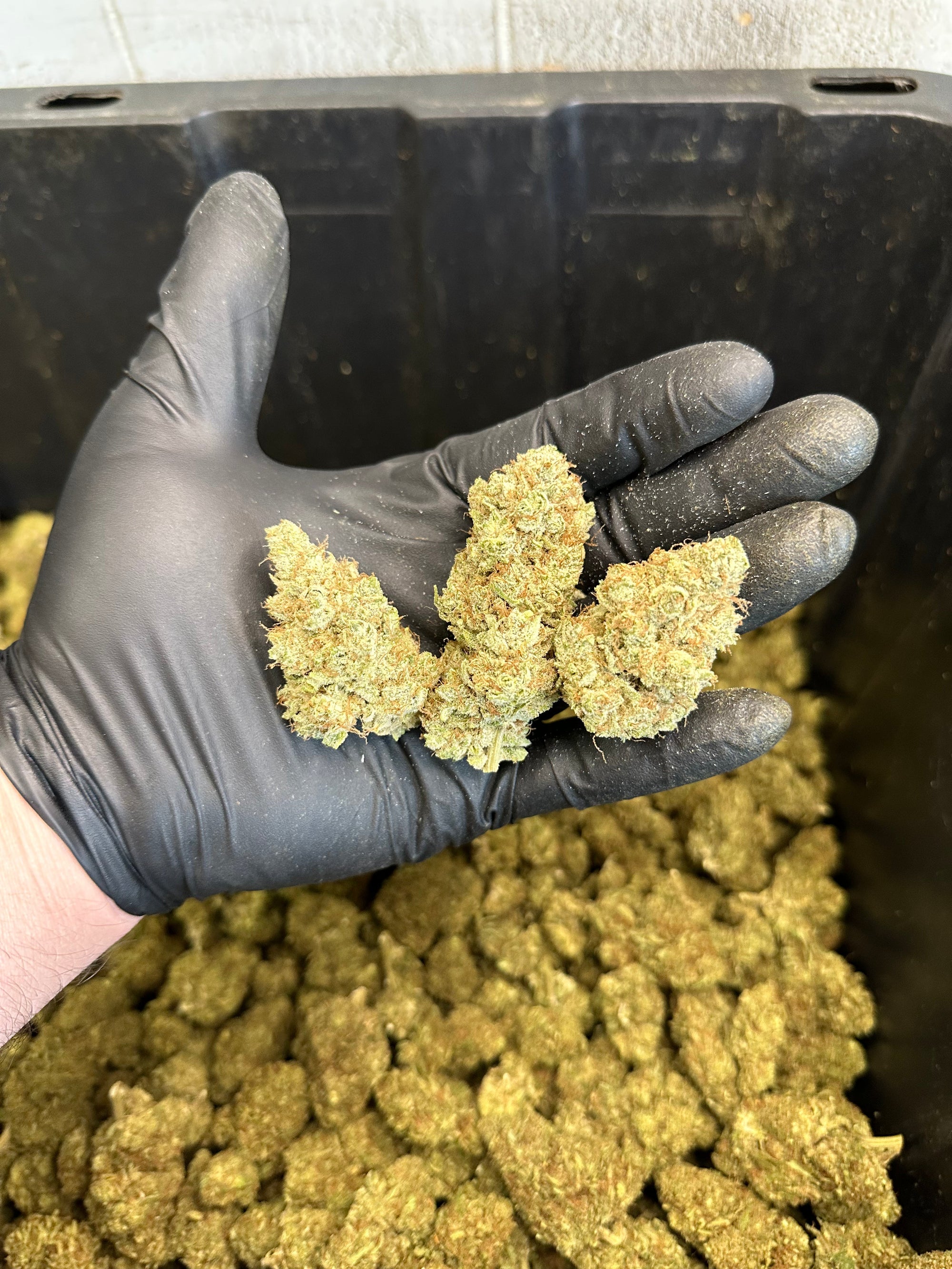 Indoor White Wizard CBG Hemp Flower