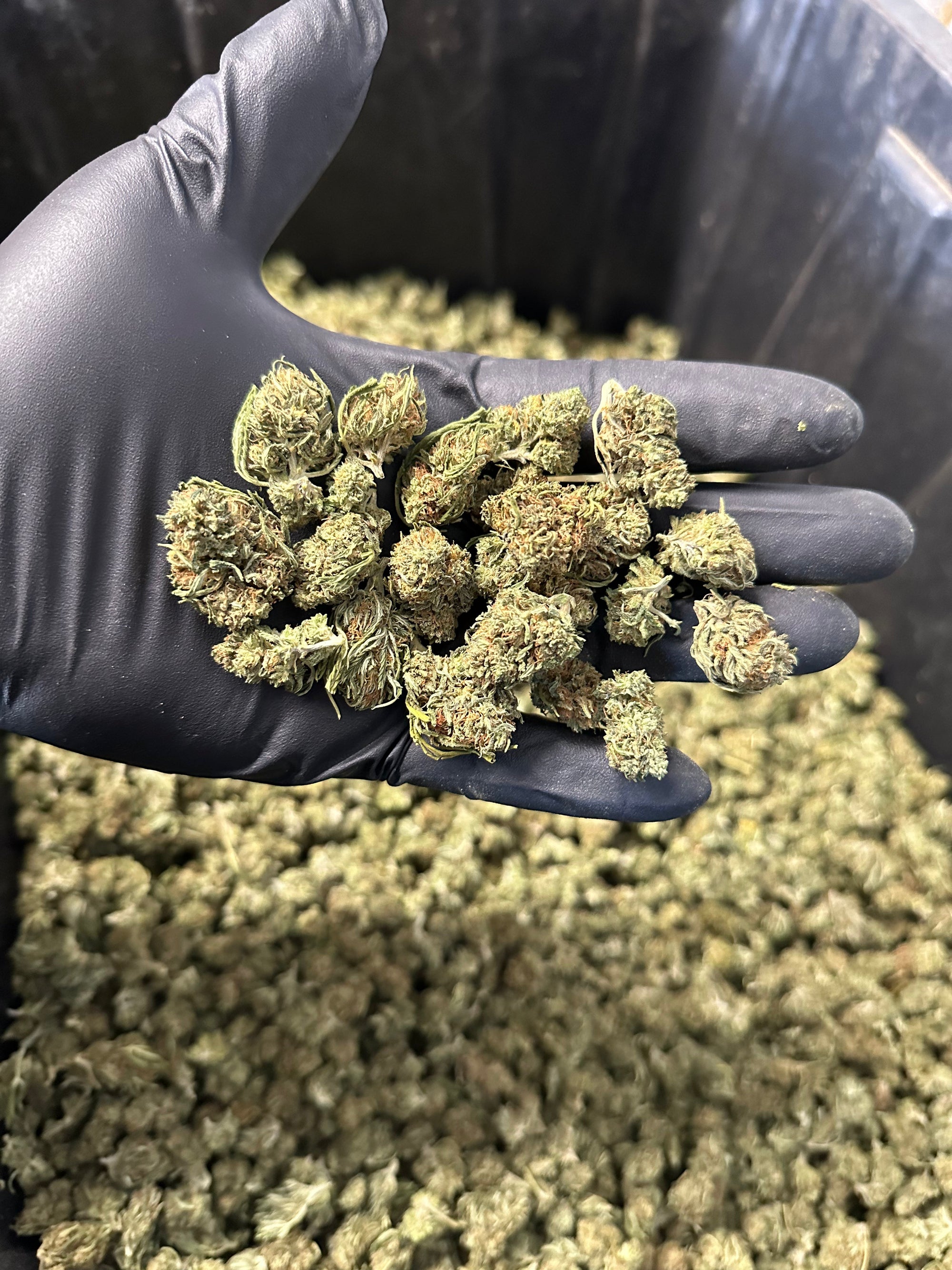 Cake Berry Hemp Flower Smalls
