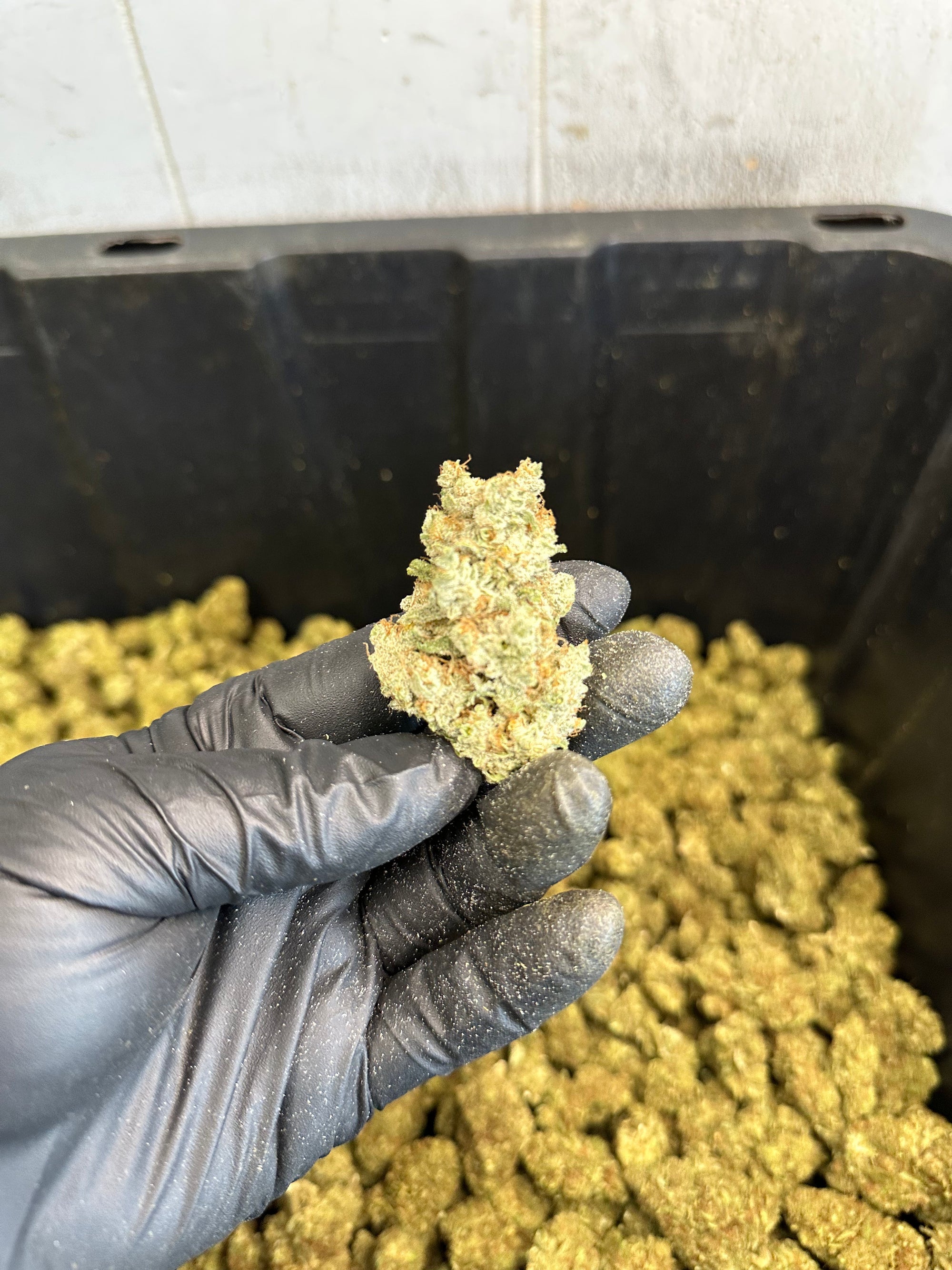 Indoor White Wizard CBG Hemp Flower