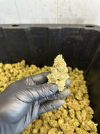 Indoor White Wizard CBG Hemp Flower