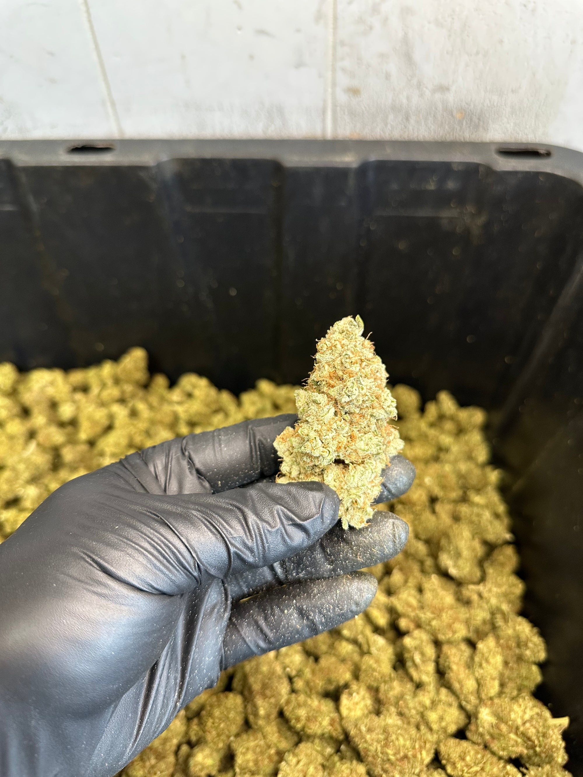 Indoor White Wizard CBG Hemp Flower