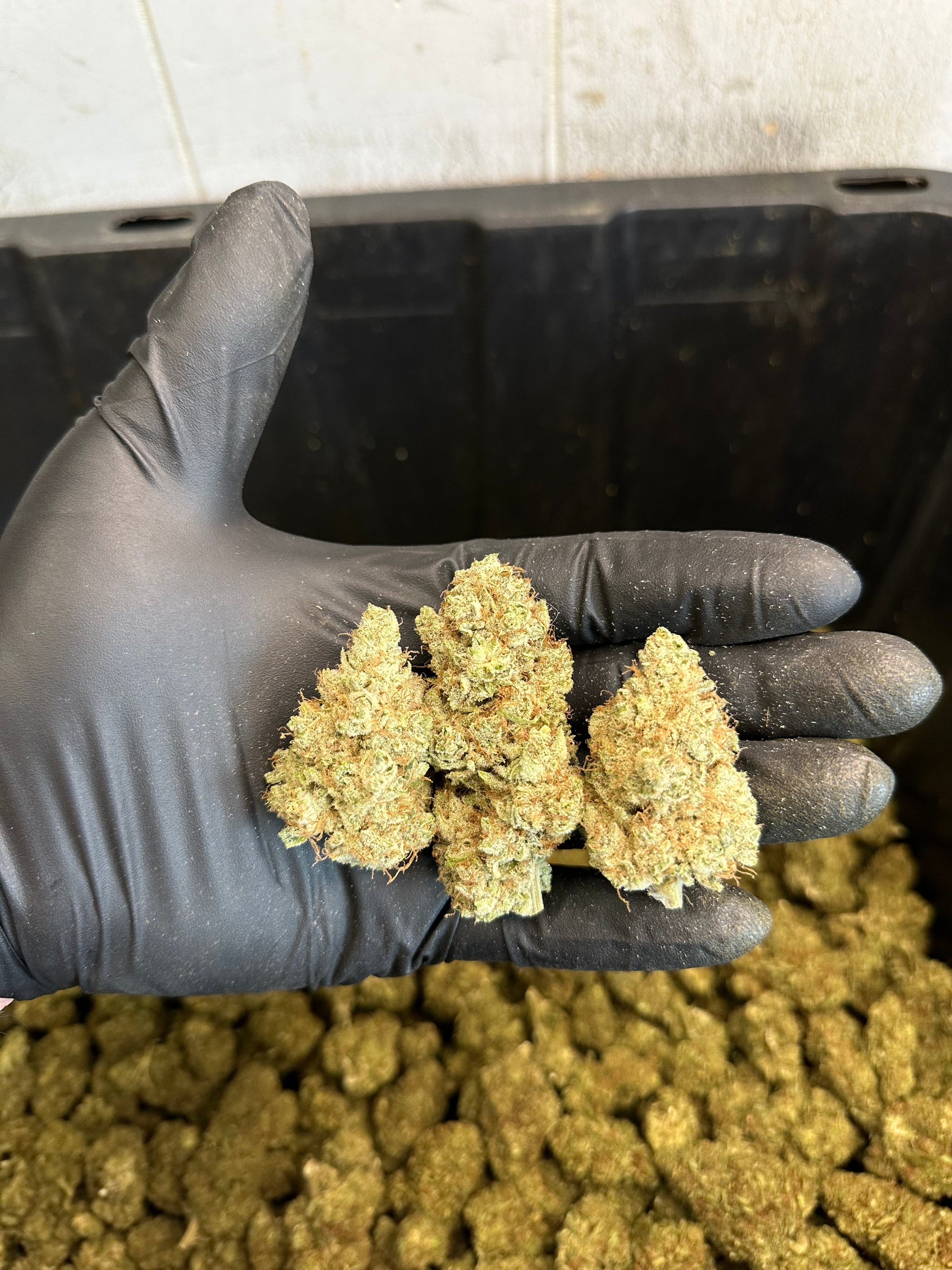 Indoor White Wizard CBG Hemp Flower