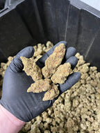 Indoor BlueBerry Haze Hemp Flower