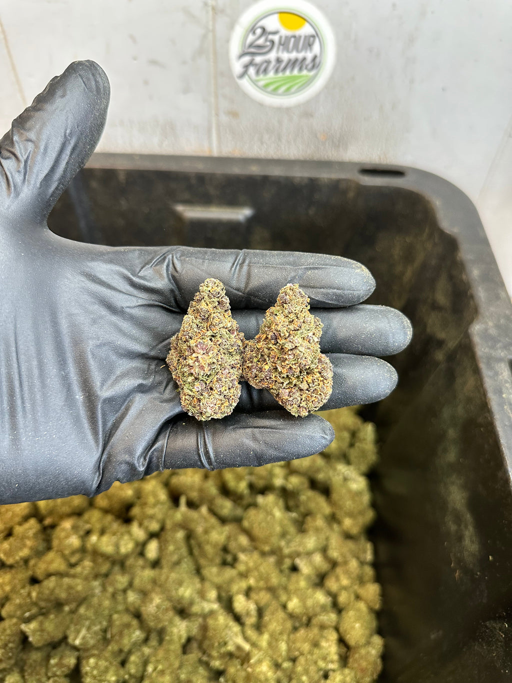 Indoor Purple Skunk CBD Hemp Flower
