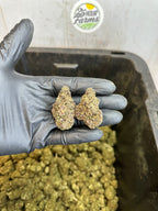 Indoor Purple Skunk CBD Hemp Flower