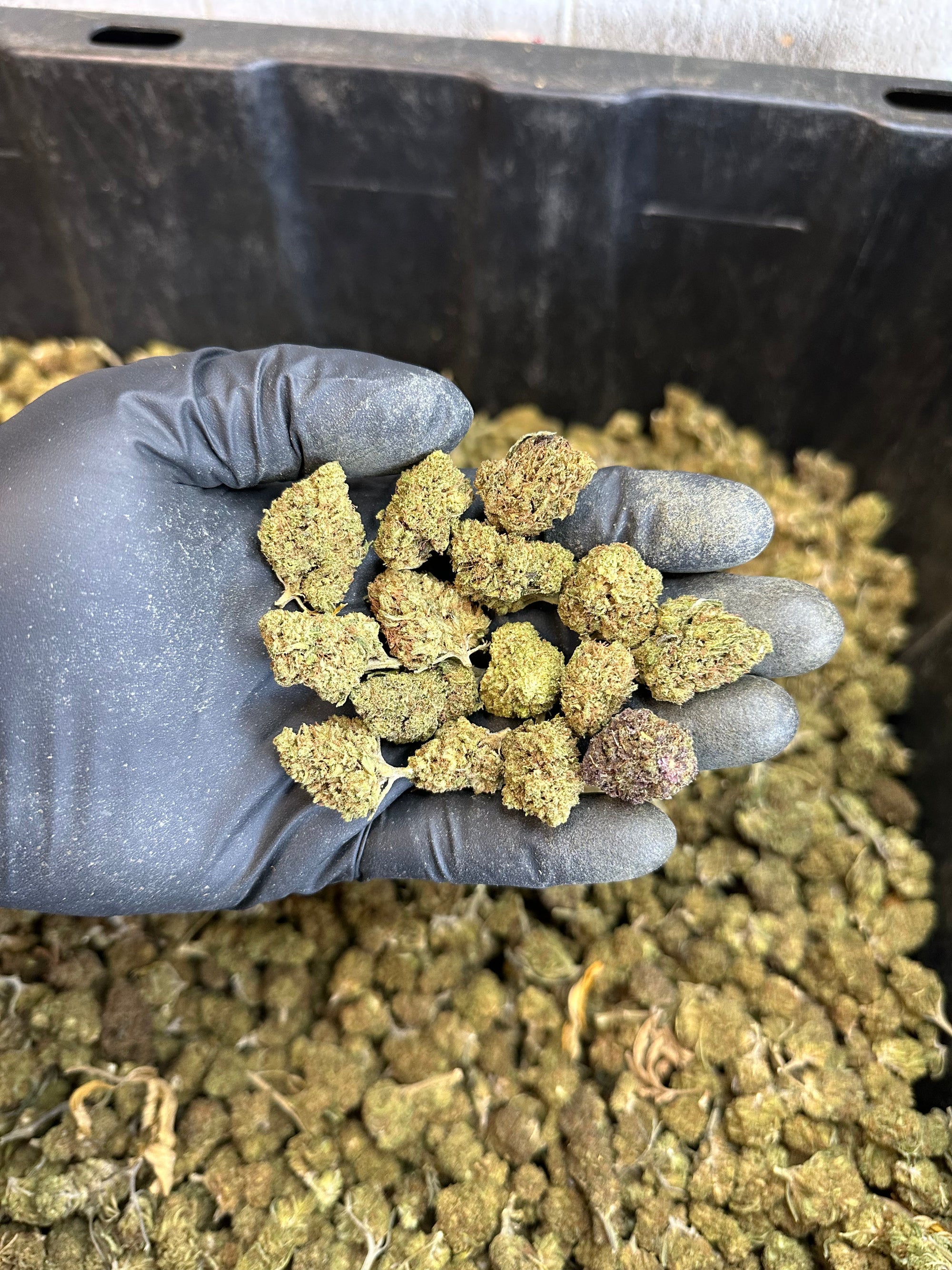Froot Funk Hemp Flower Smalls