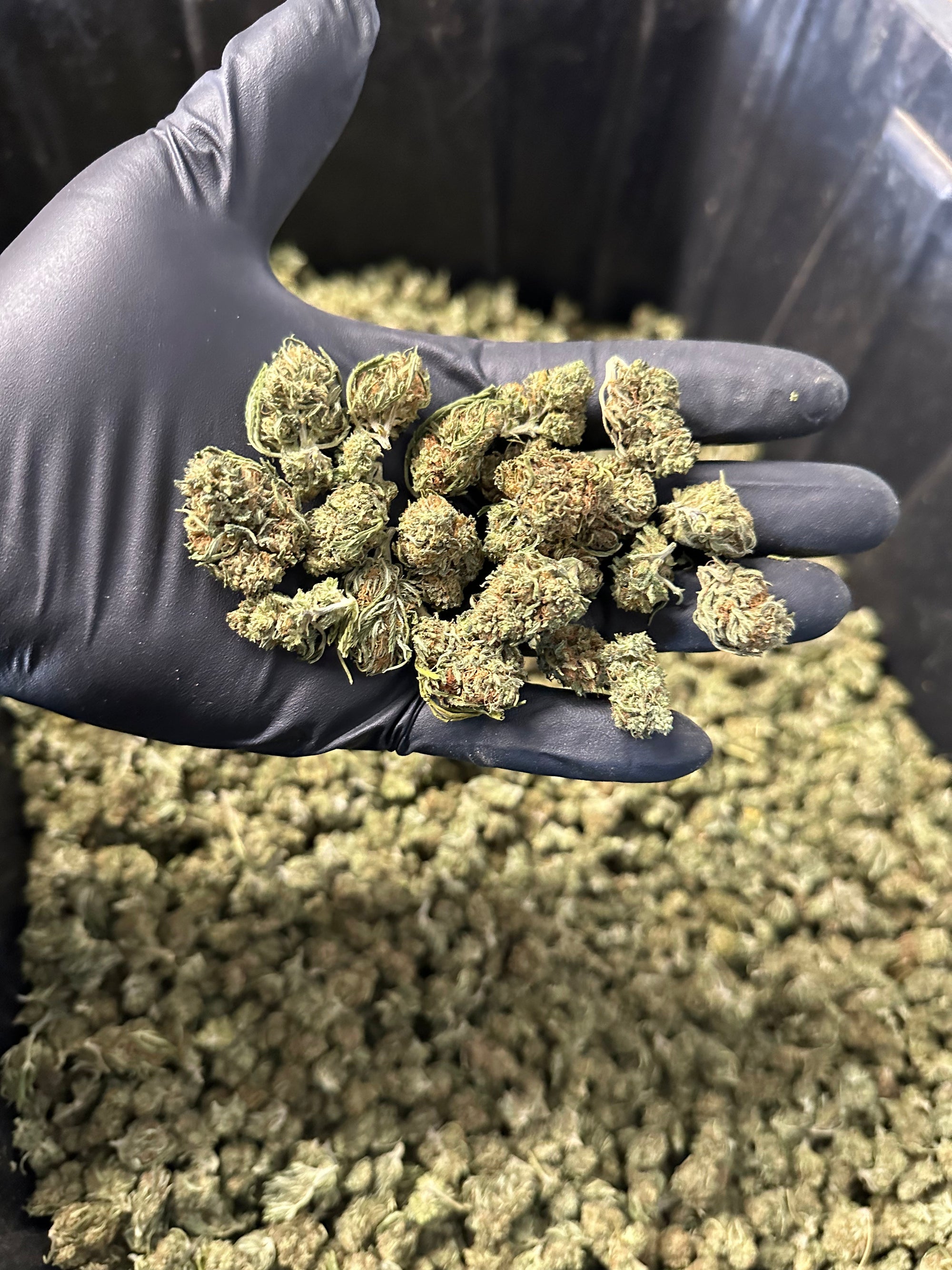 Cake Berry Hemp Flower Smalls