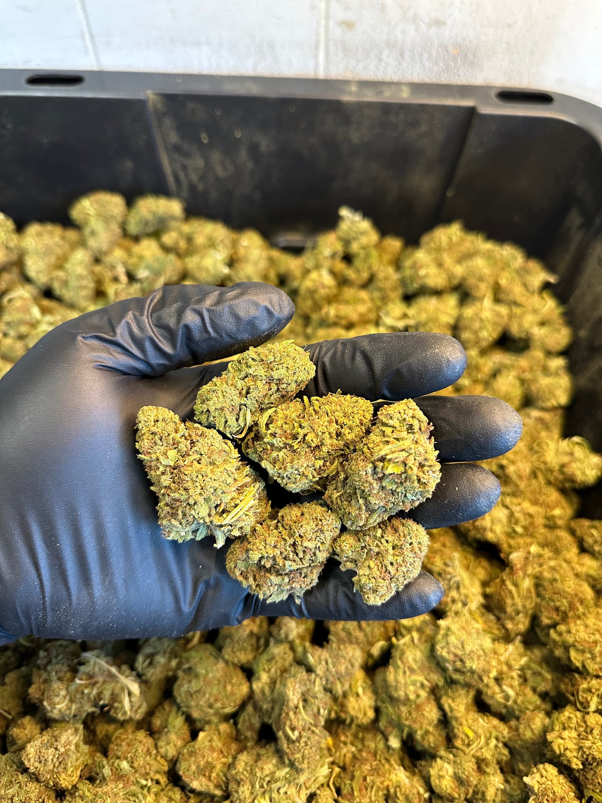 Hawaiian Haze Hemp Flower