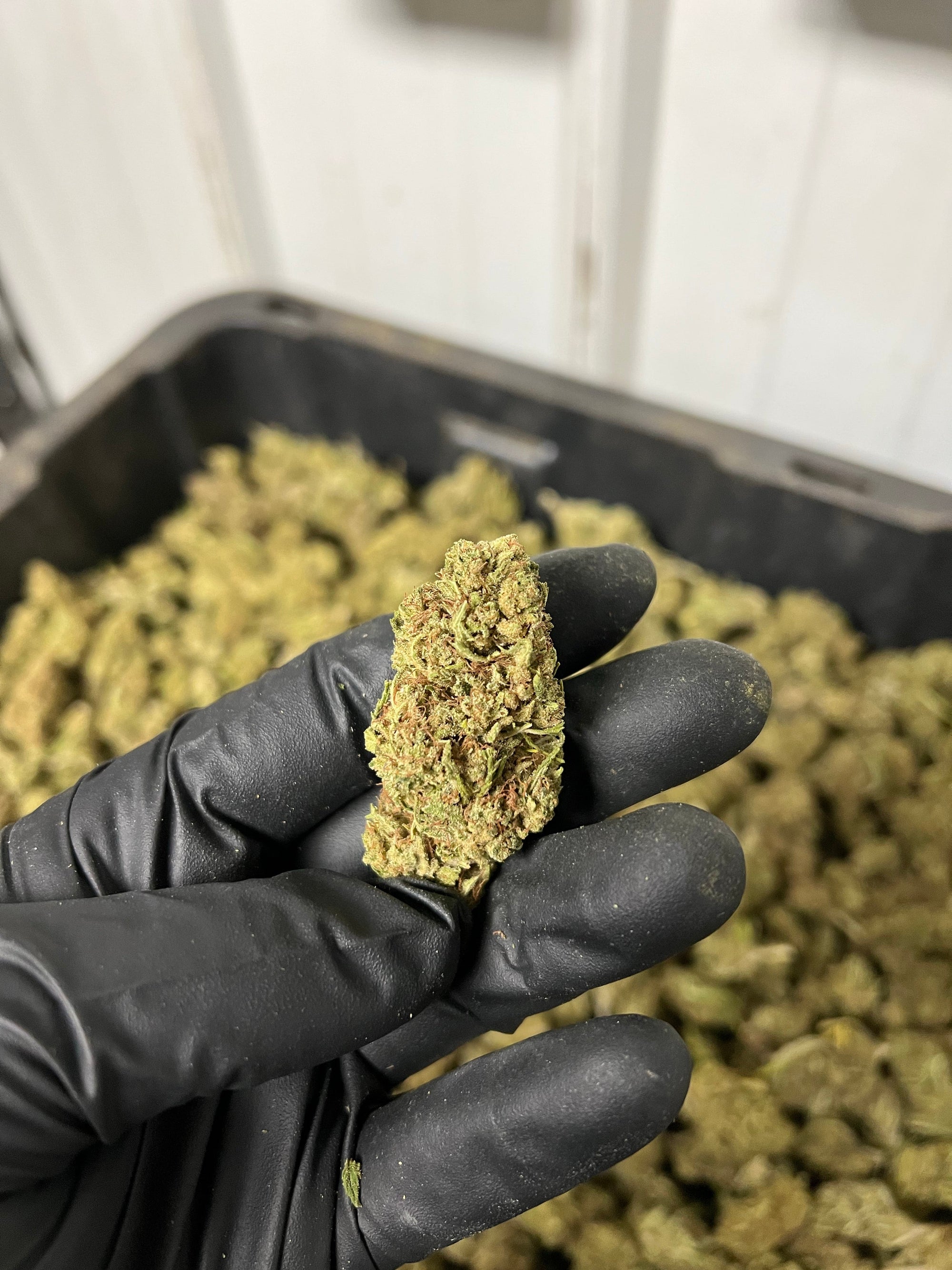 Creamsicle Hemp Flower