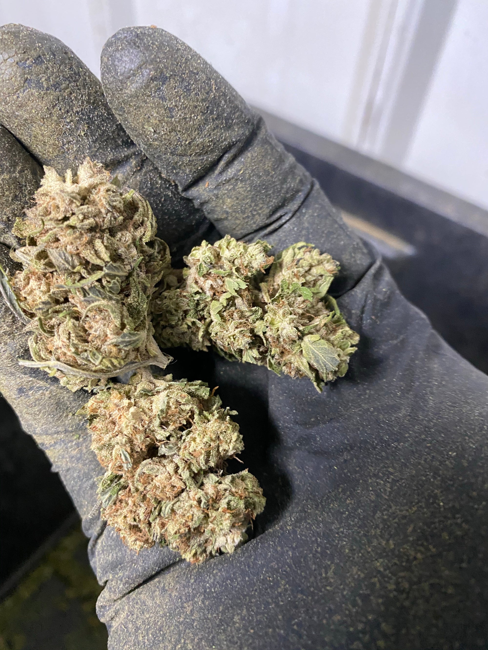 Jackfrost CBG Hemp Flower