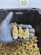 Indoor Northern Lights CBD Hemp Flower