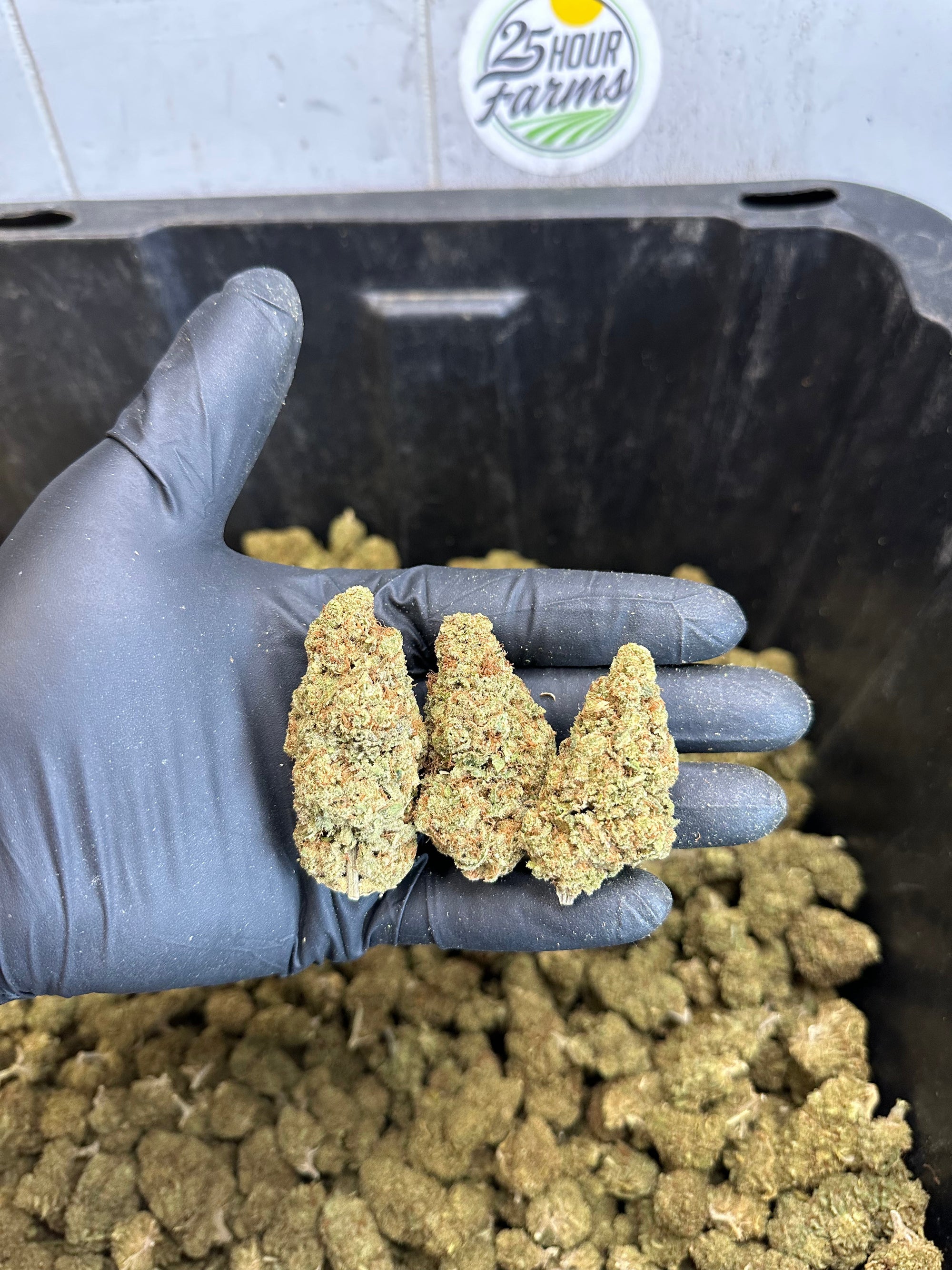 Indoor Northern Lights CBD Hemp Flower