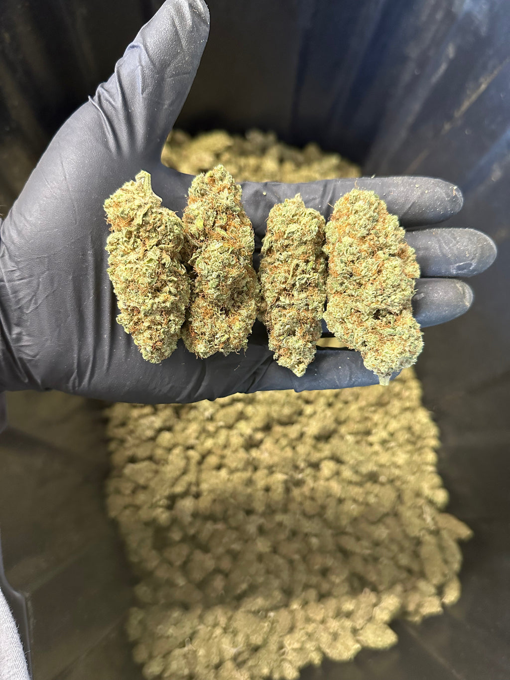 Indoor Grape Fizz Hemp Flower