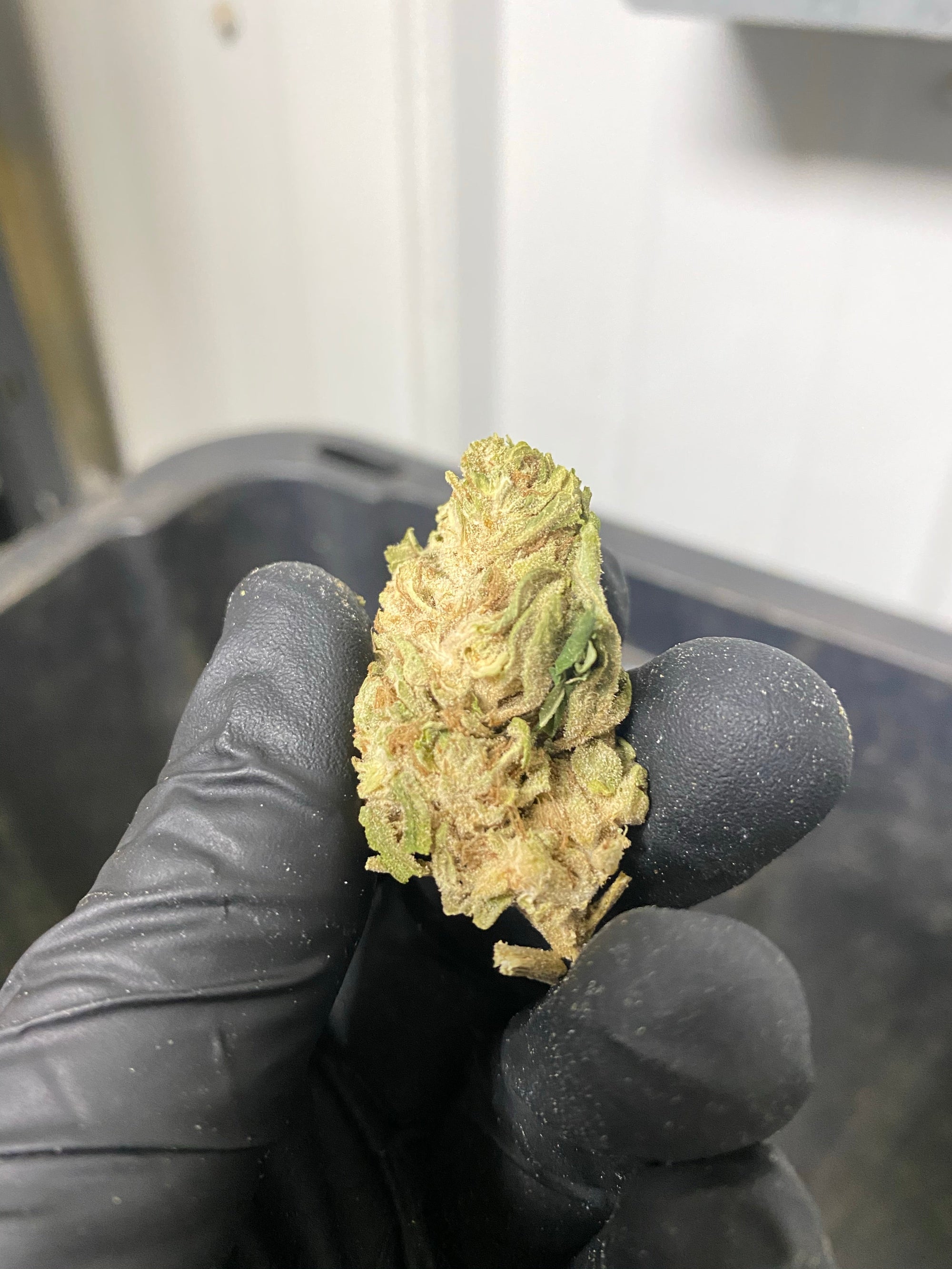 Jackfrost CBG Hemp Flower
