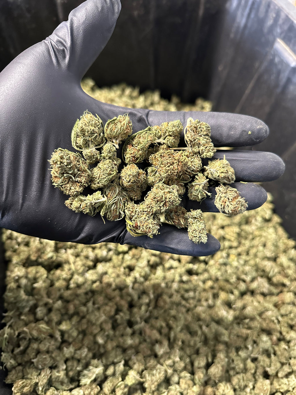 Cake Berry Hemp Flower Smalls