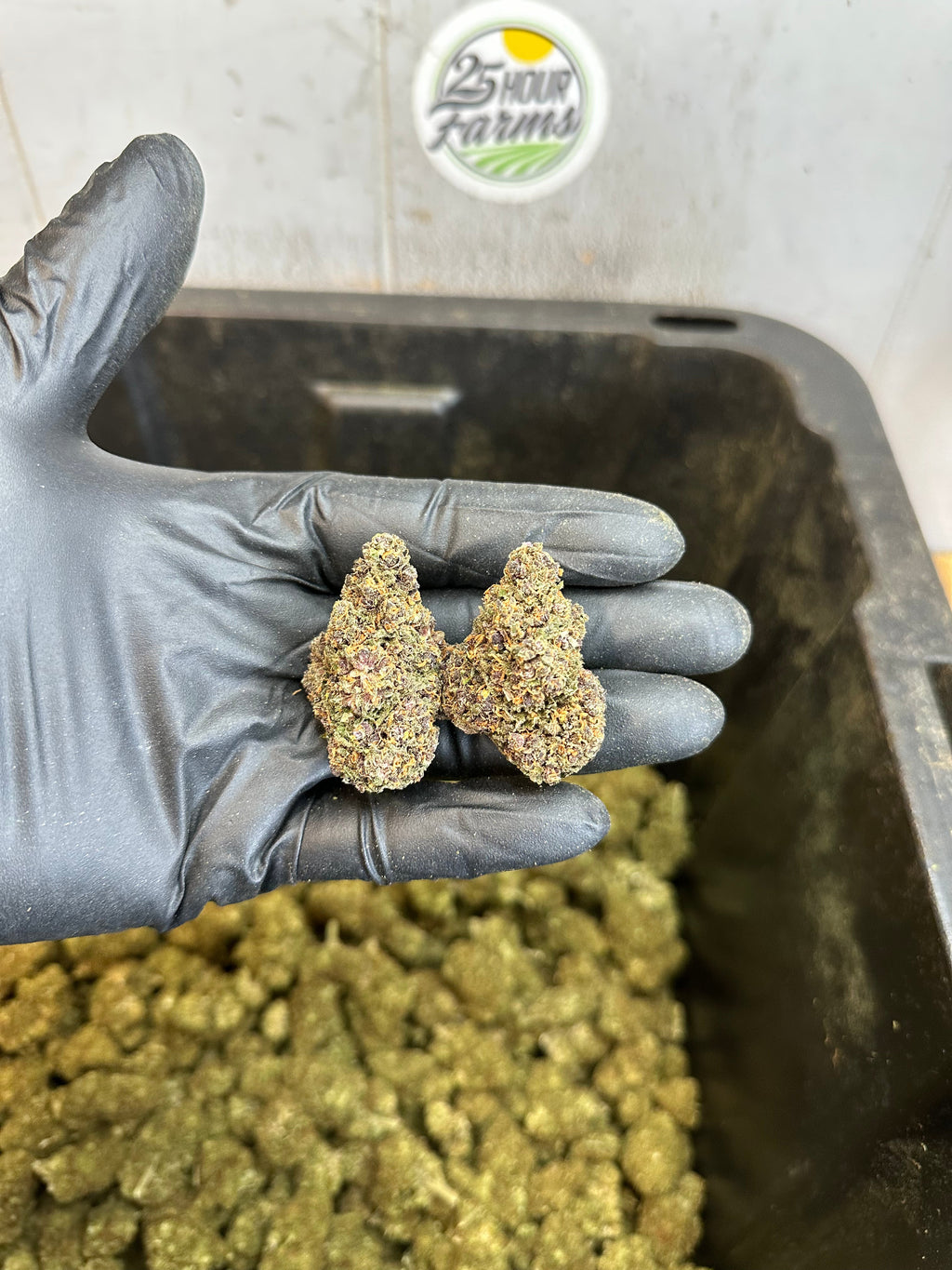 Indoor Purple Skunk CBD Hemp Flower