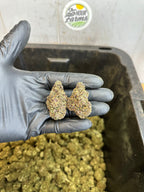 Indoor Purple Skunk CBD Hemp Flower