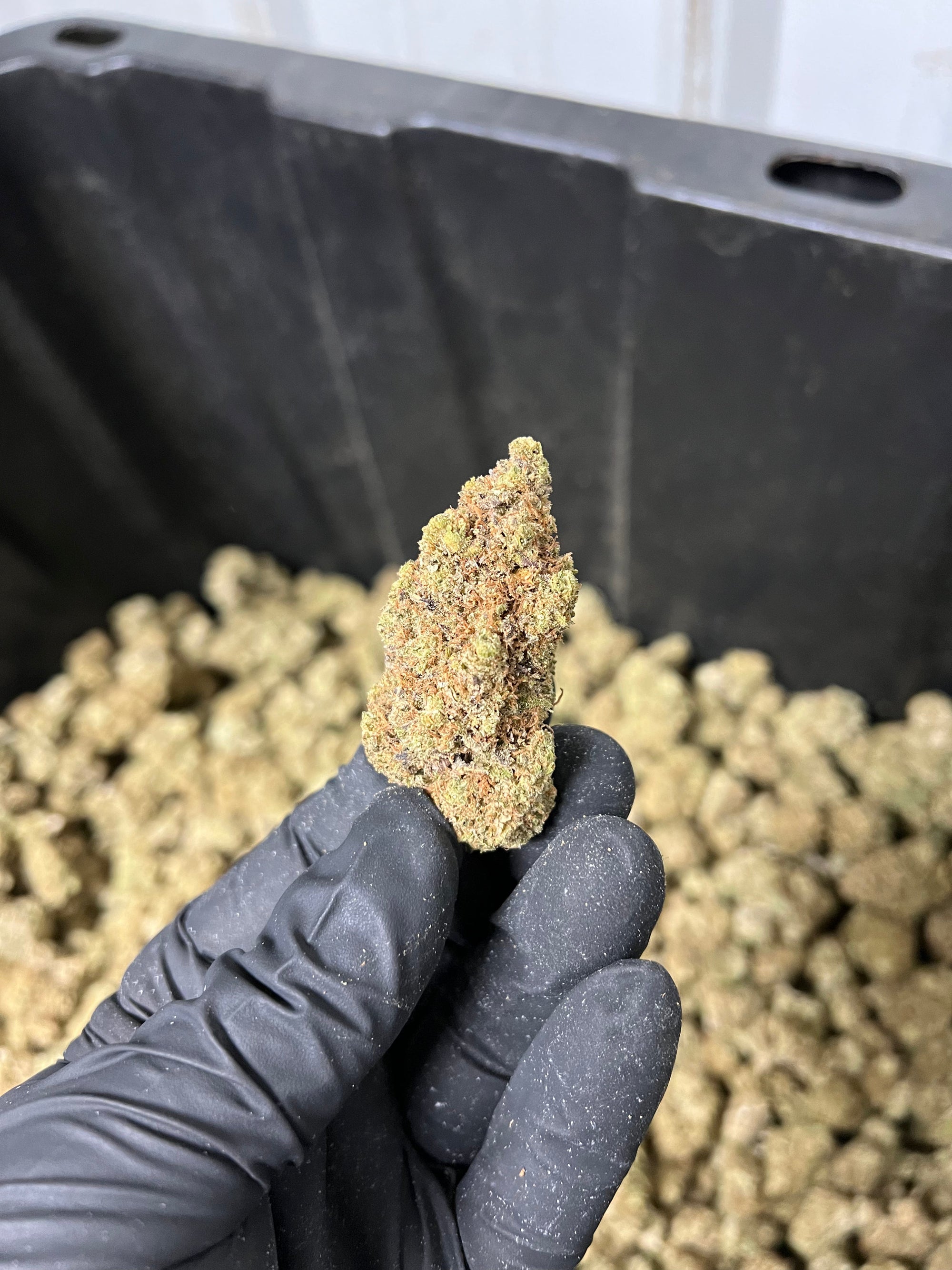 Indoor BlueBerry Haze Hemp Flower