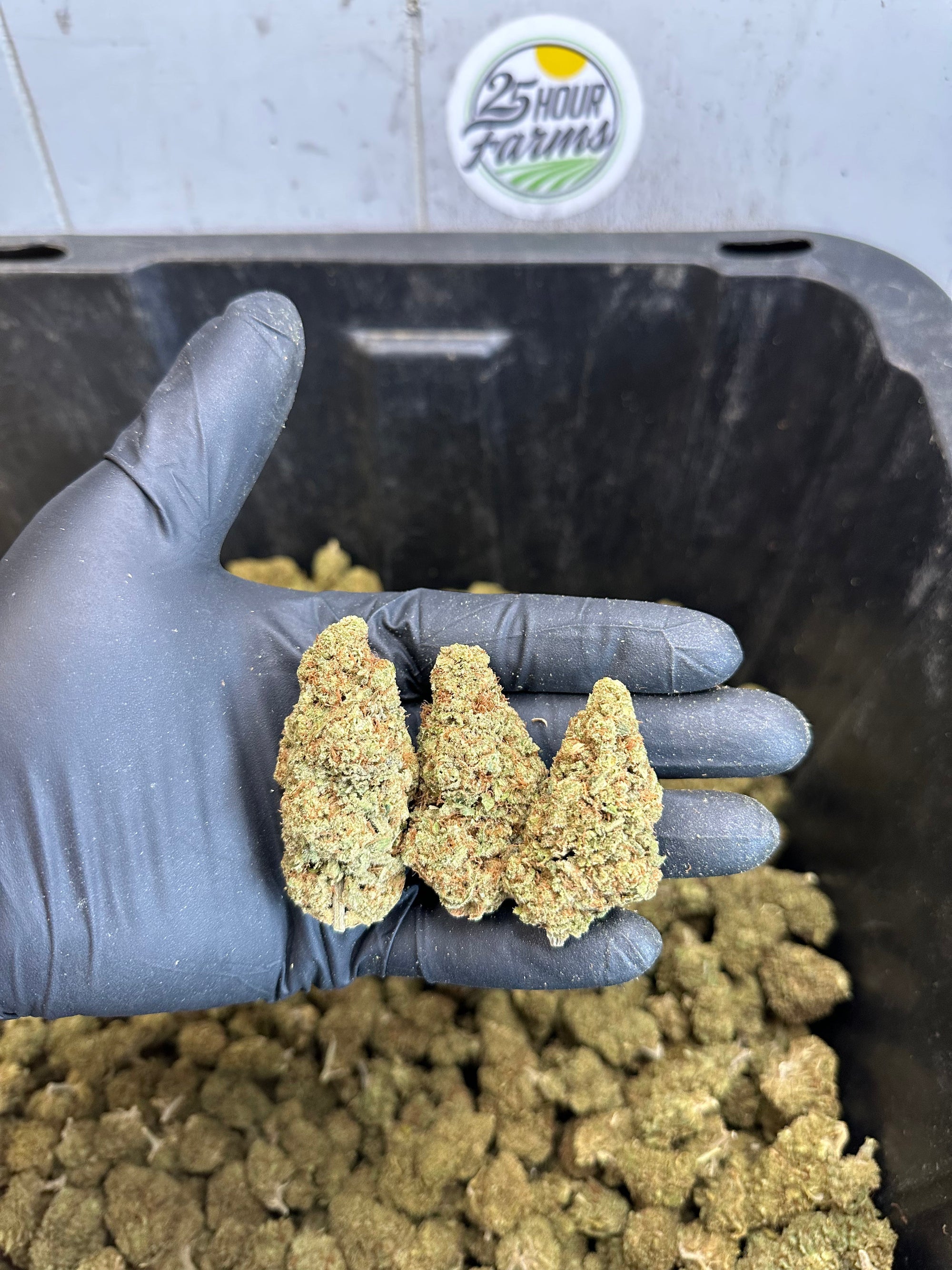 Indoor Northern Lights CBD Hemp Flower