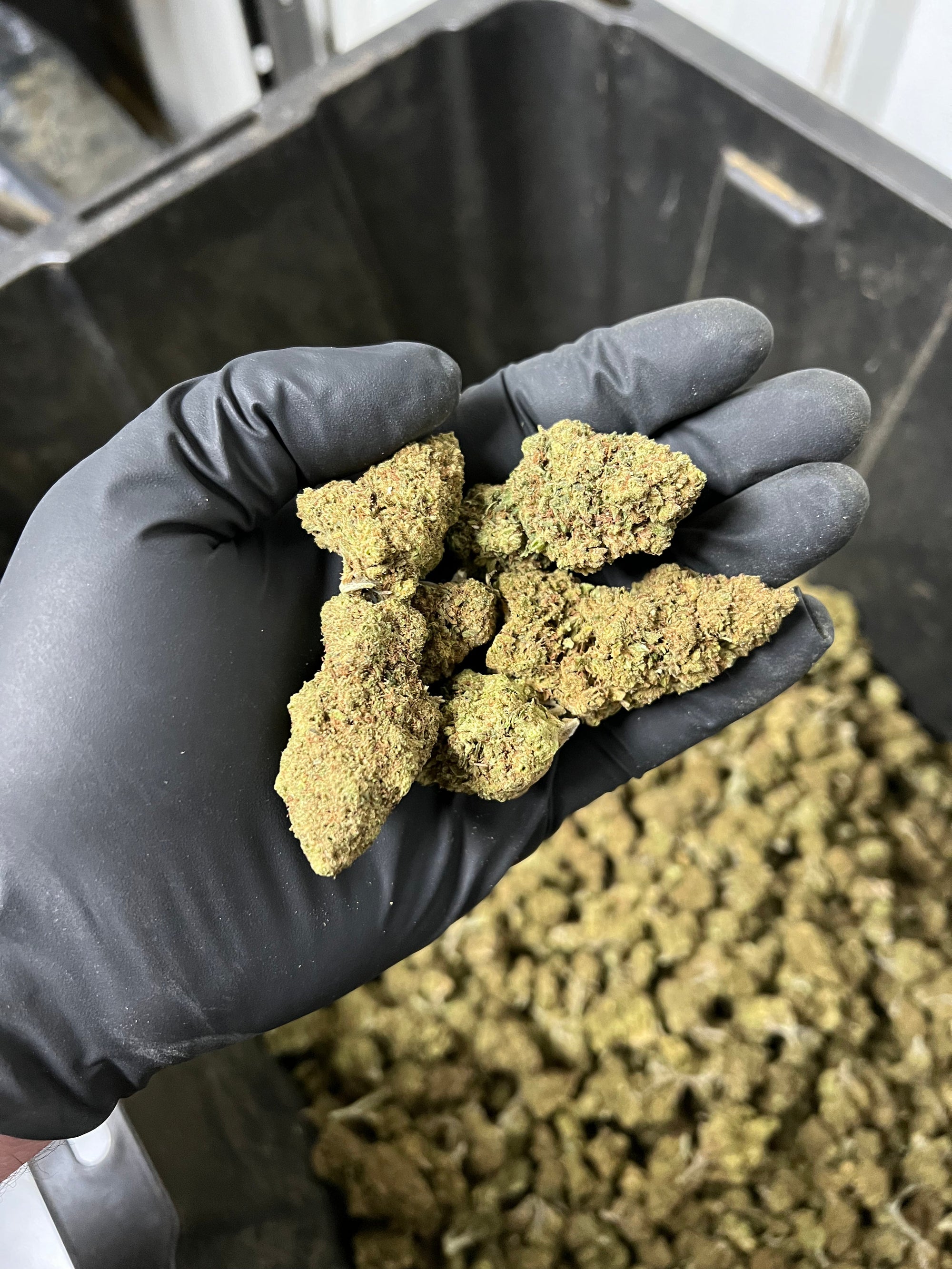 Hawaiian Express Hemp Flower