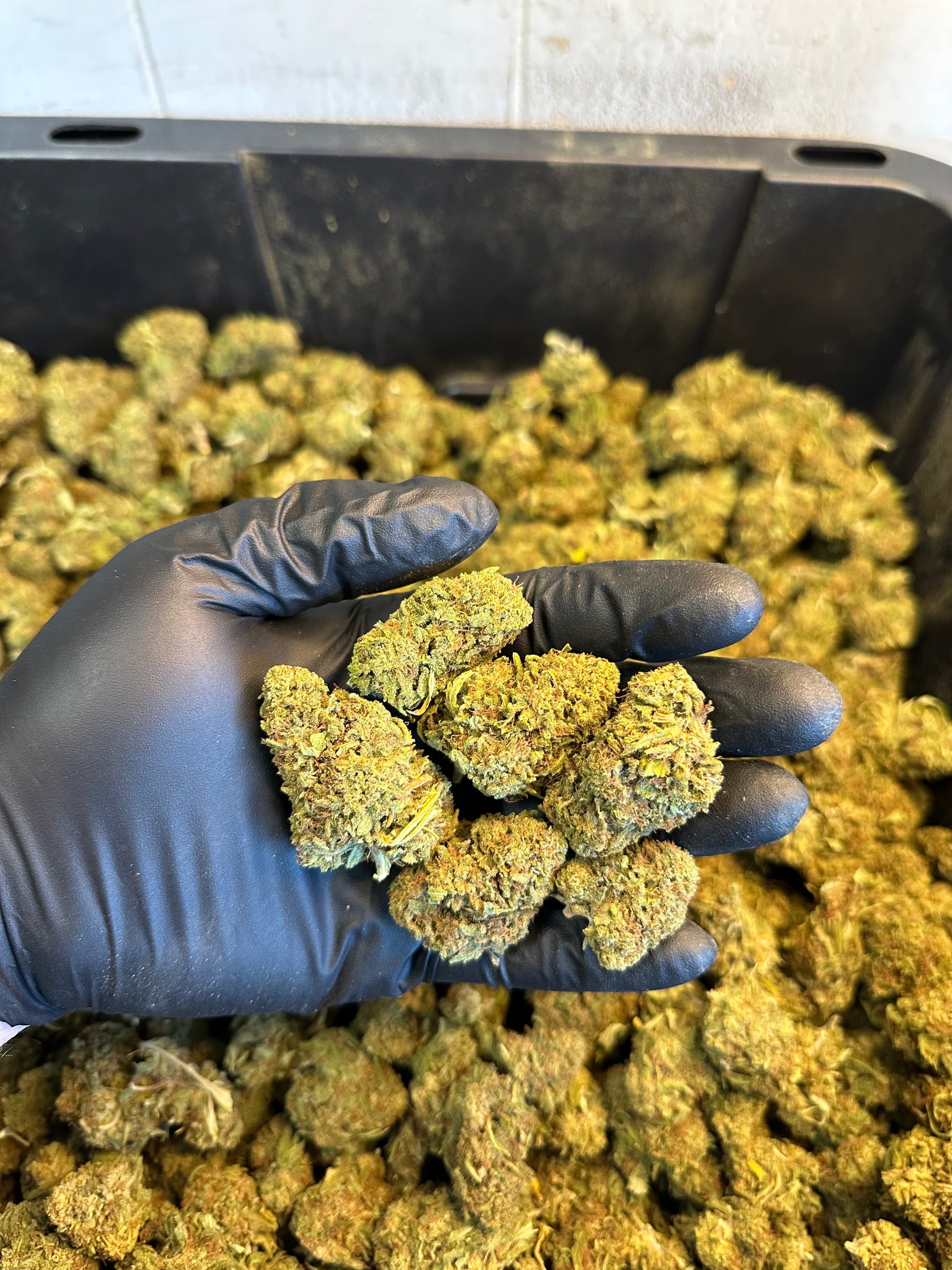 Hawaiian Haze Hemp Flower