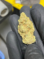Indoor Suver Haze