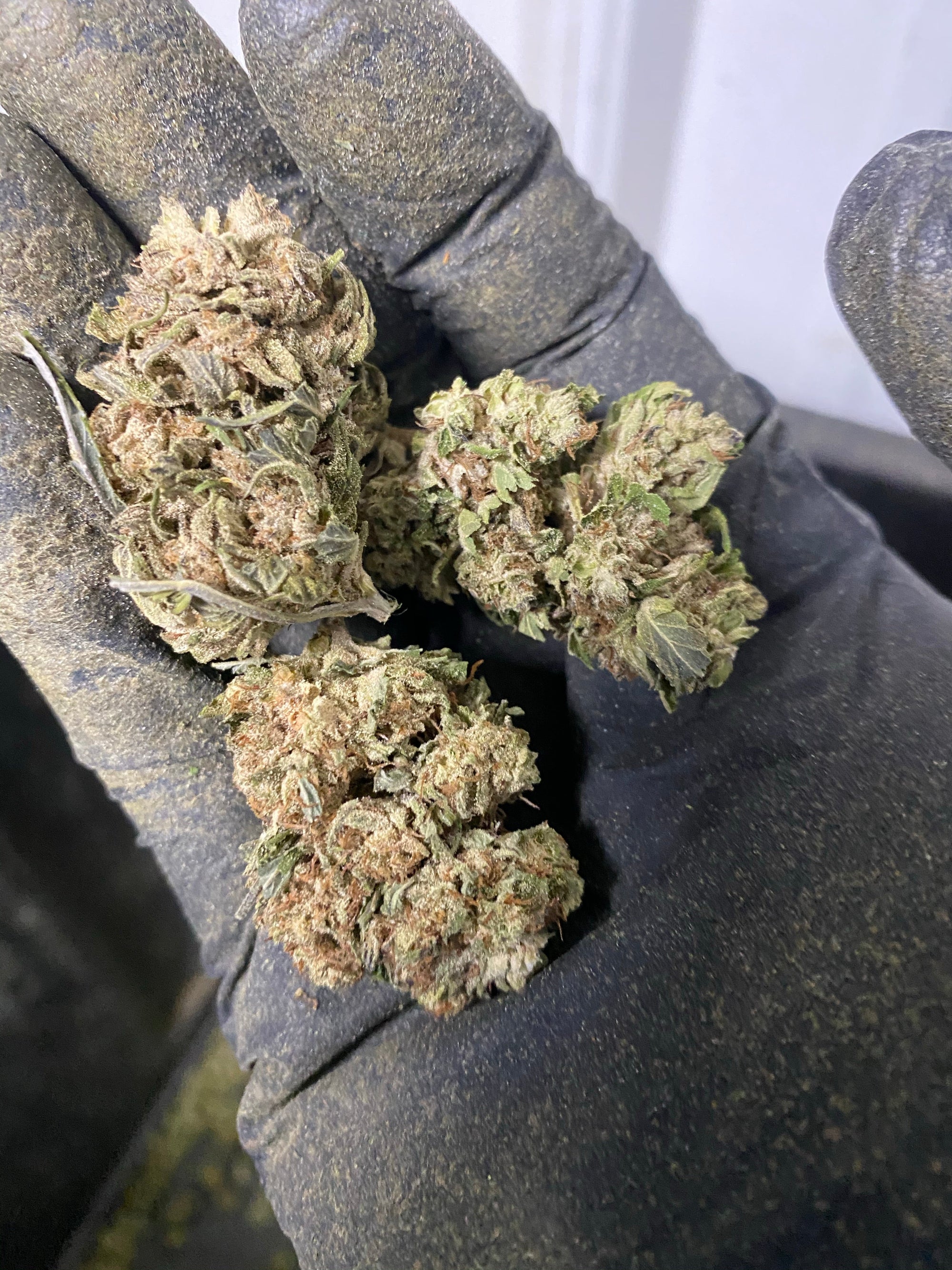 Jackfrost CBG Hemp Flower