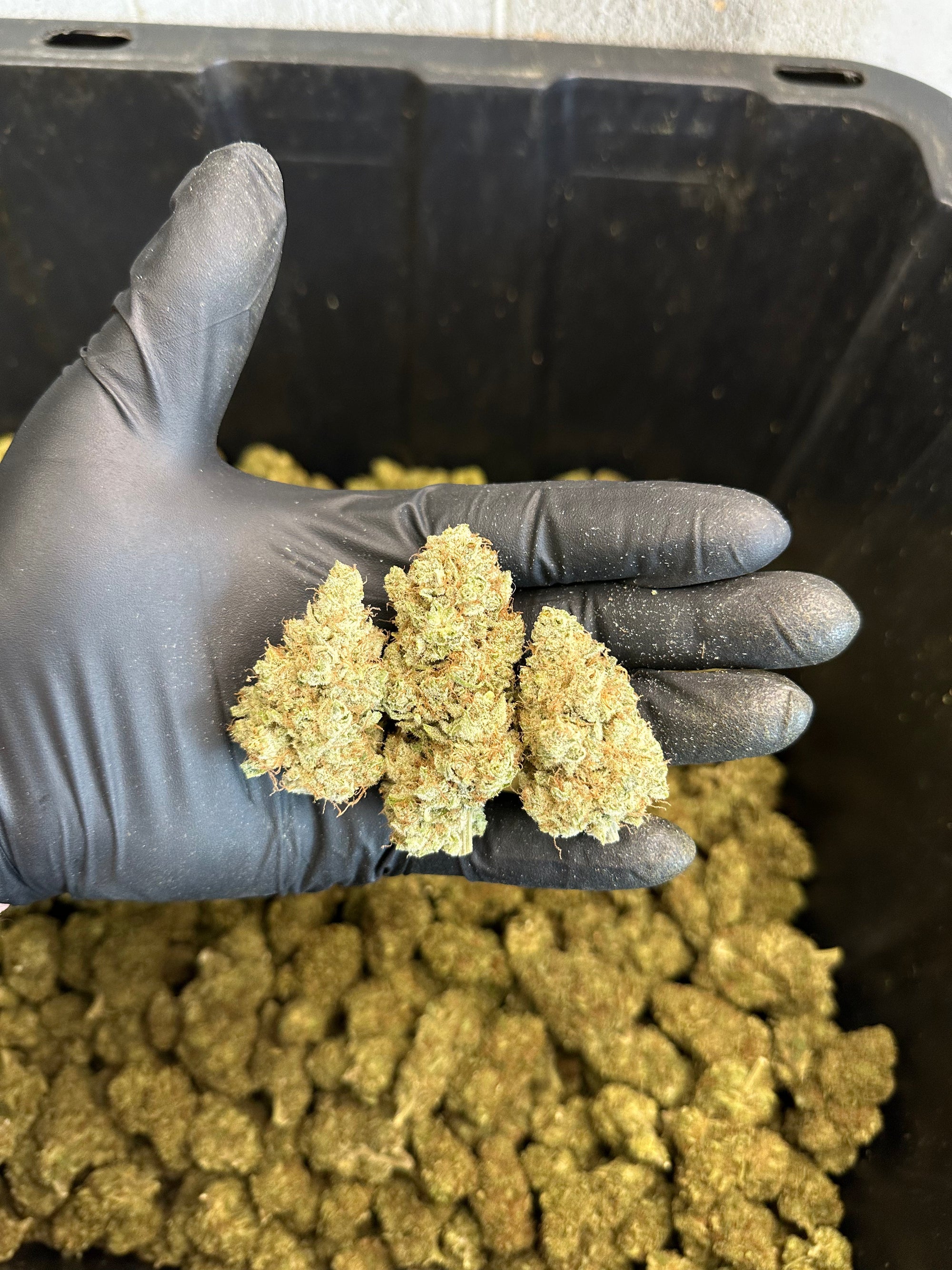 Indoor White Wizard CBG Hemp Flower