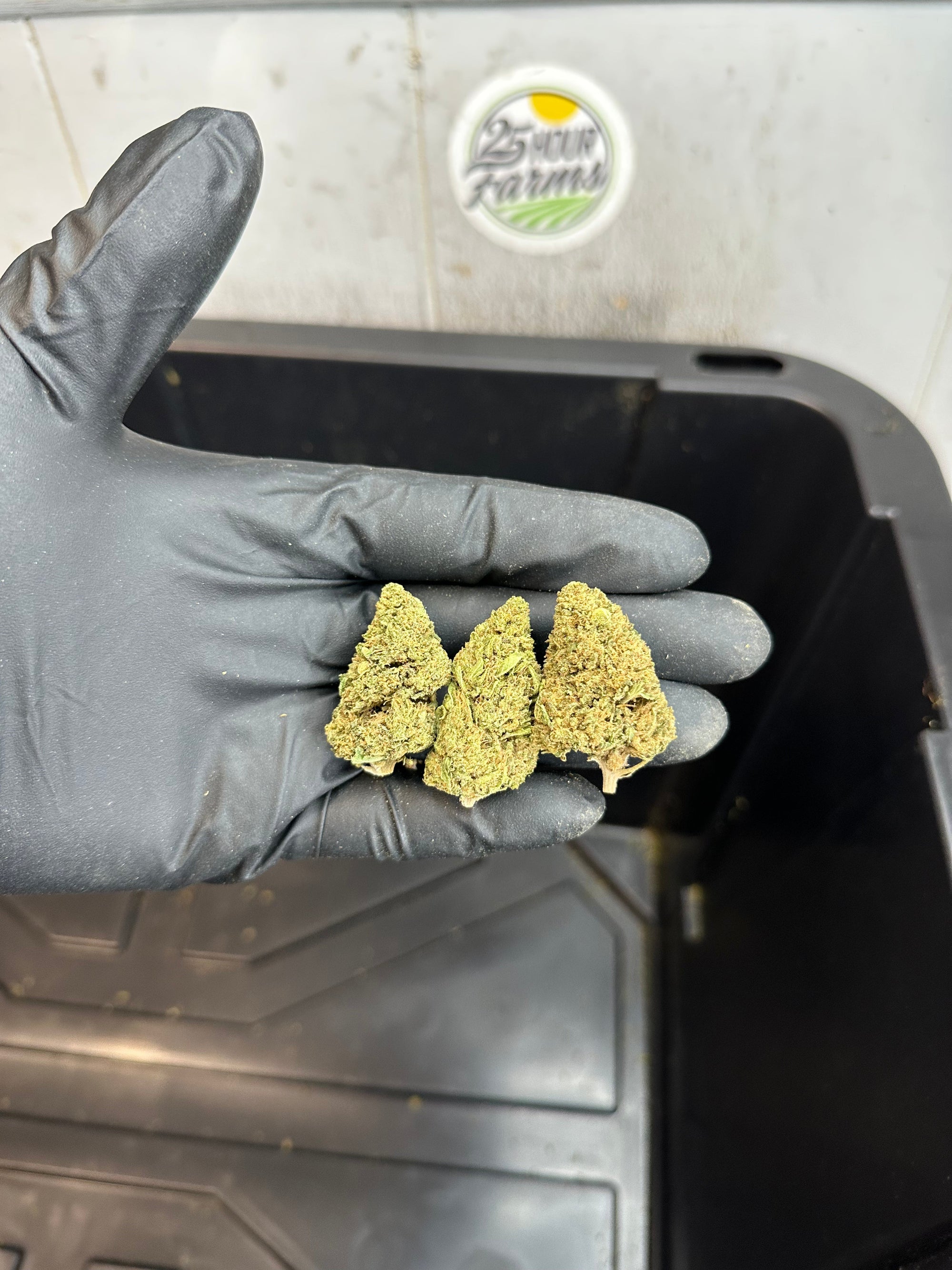 Kush Mintz Hemp Flower