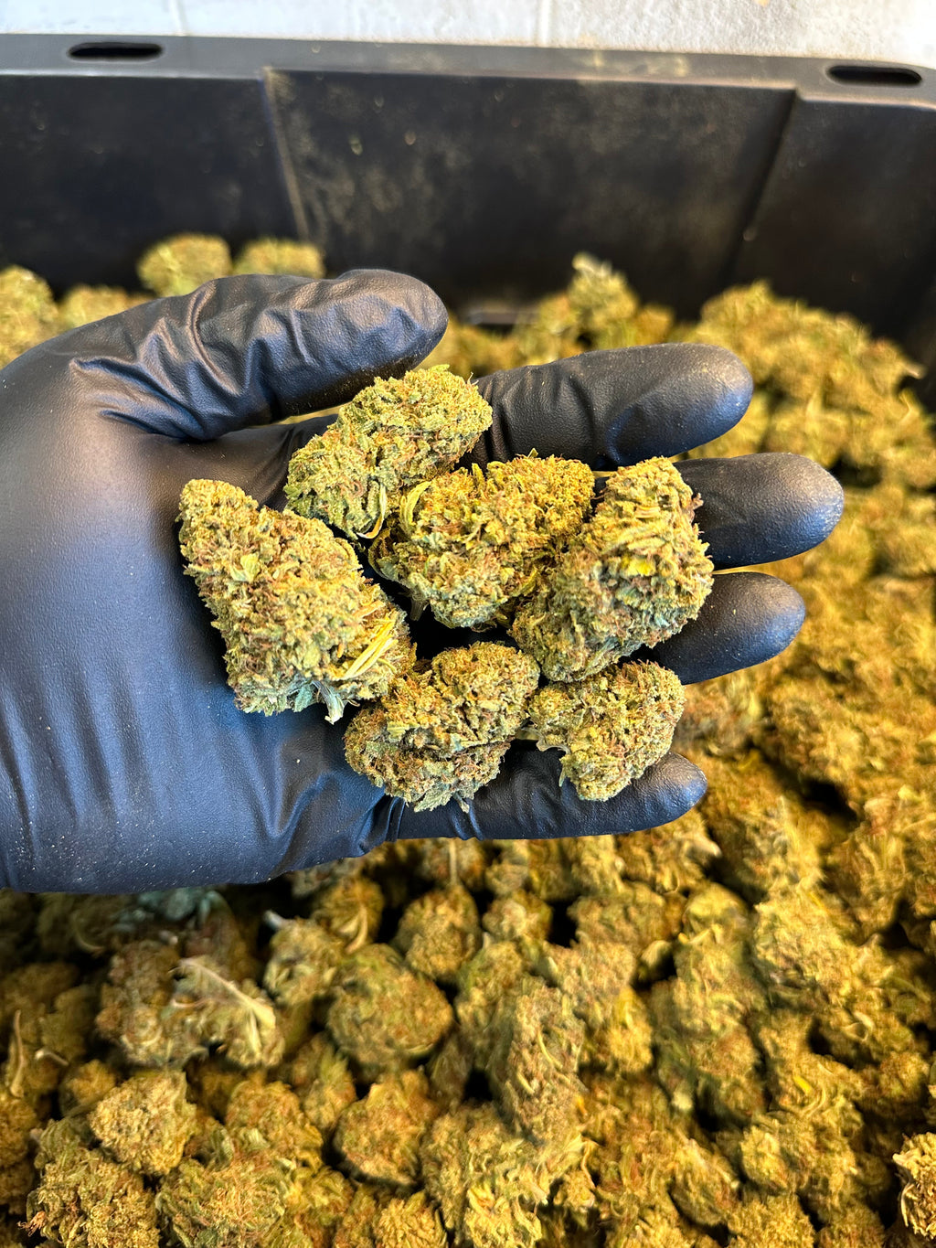 Hawaiian Haze Hemp Flower