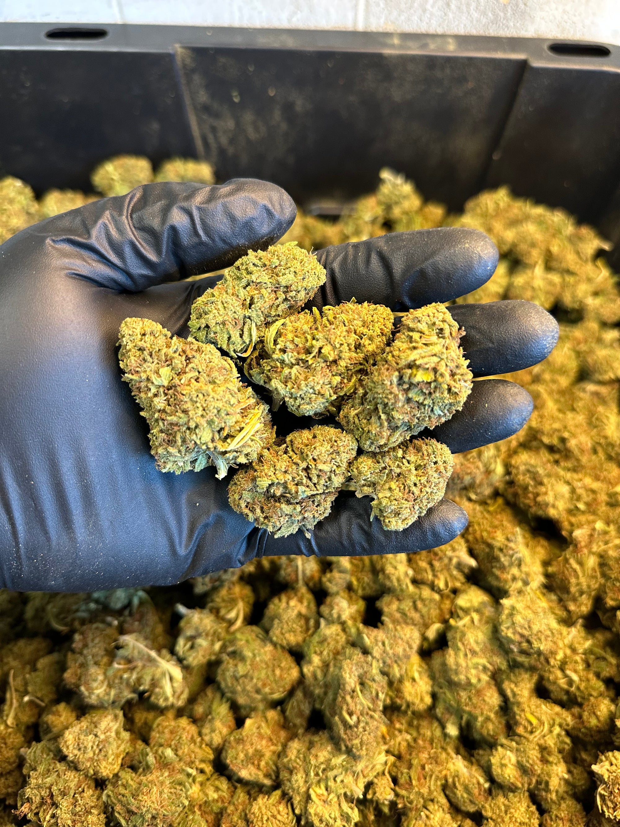 Hawaiian Haze Hemp Flower