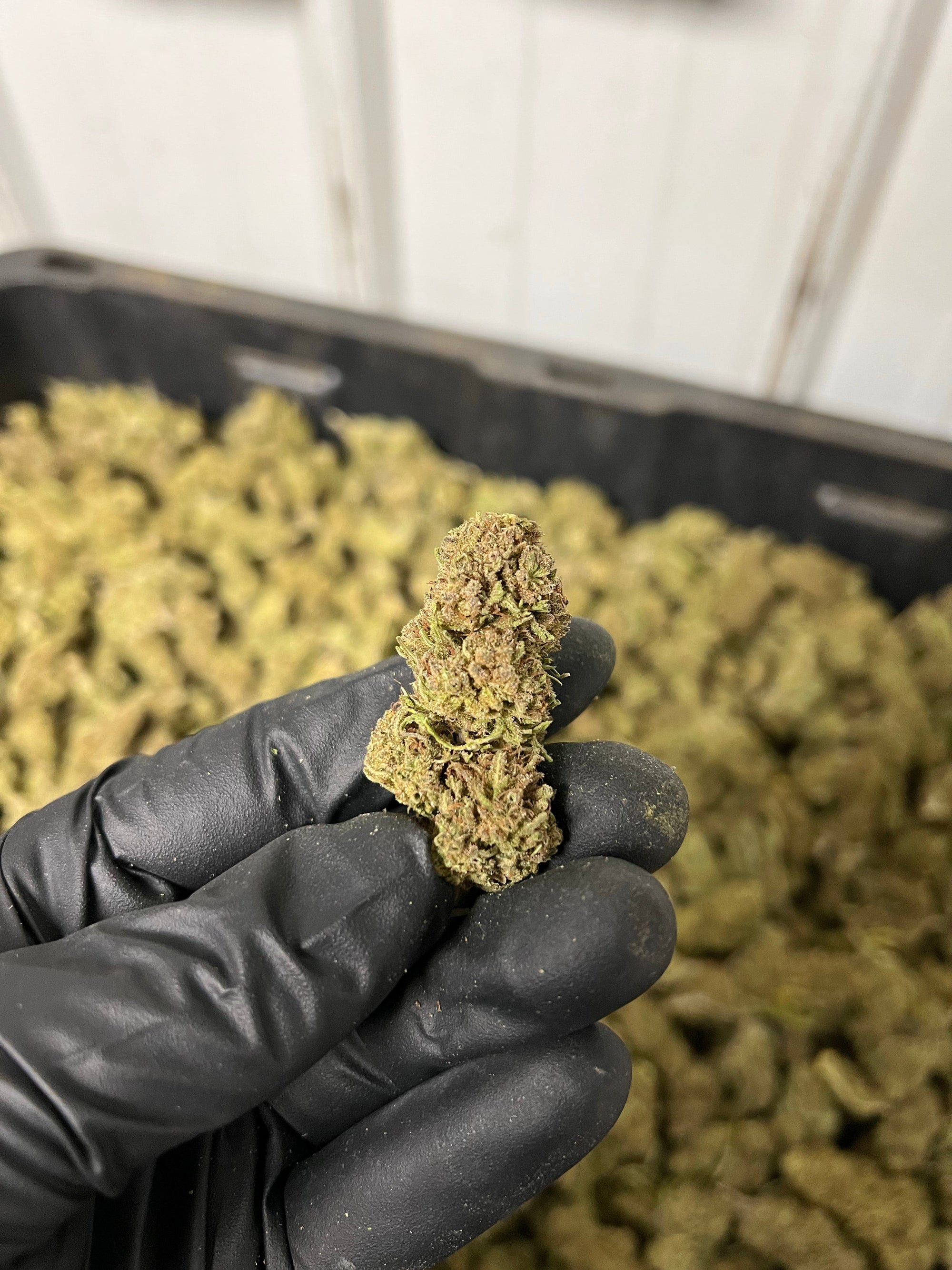 Creamsicle Hemp Flower