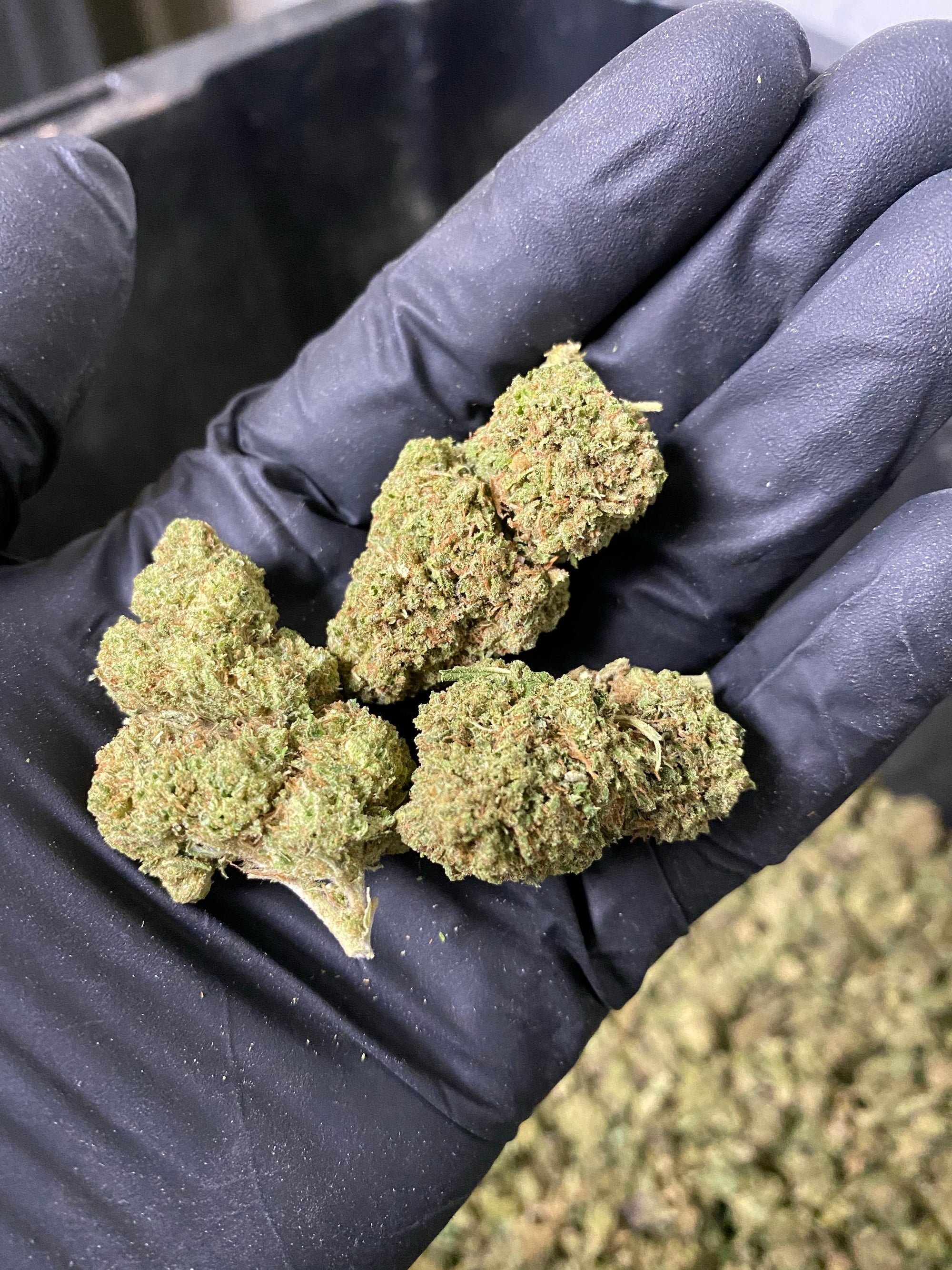 Hawaiian Express