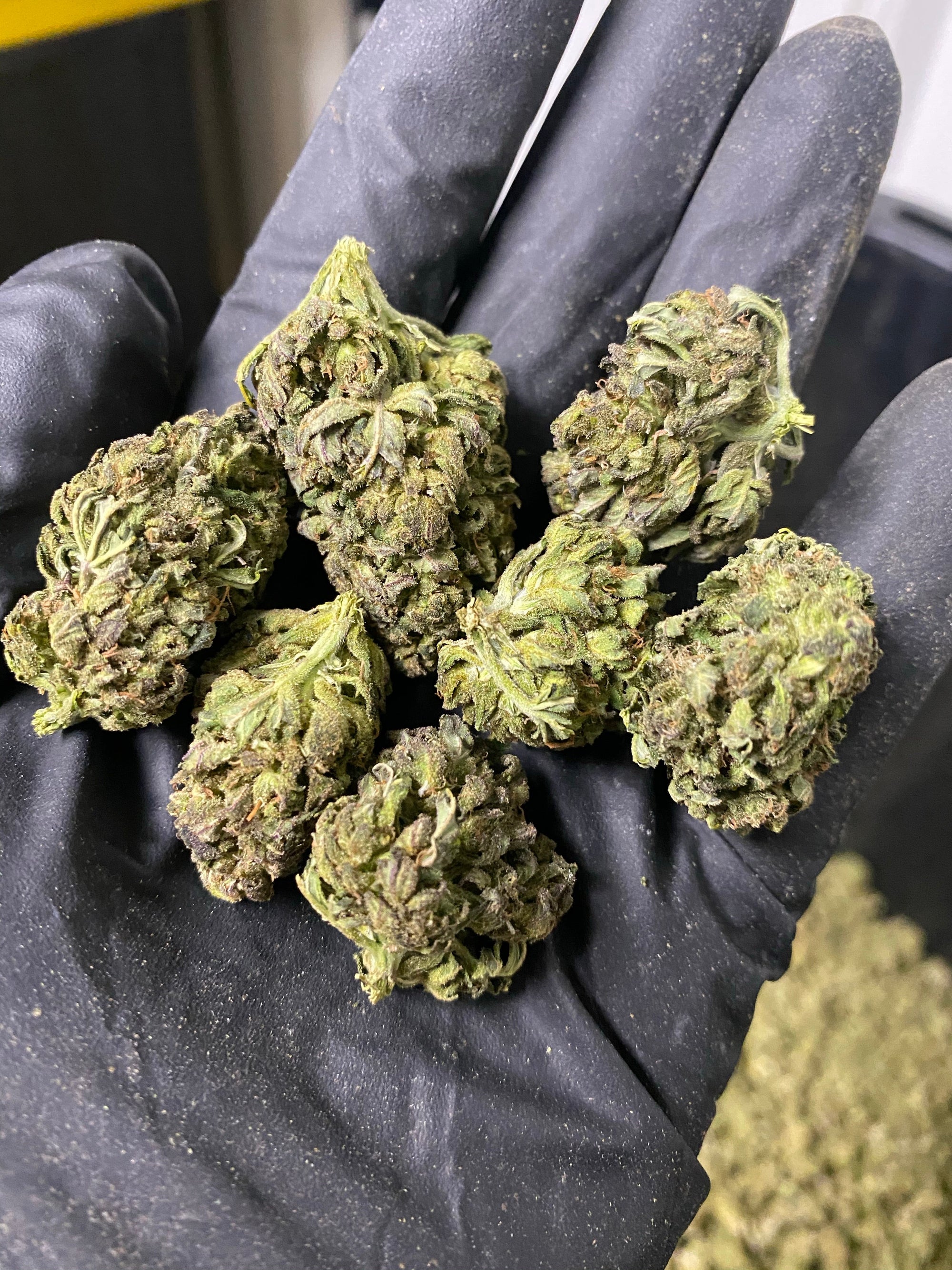 Frosted Lime CBD Hemp Flower