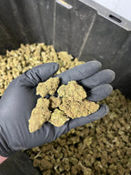 Hawaiian Express Hemp Flower