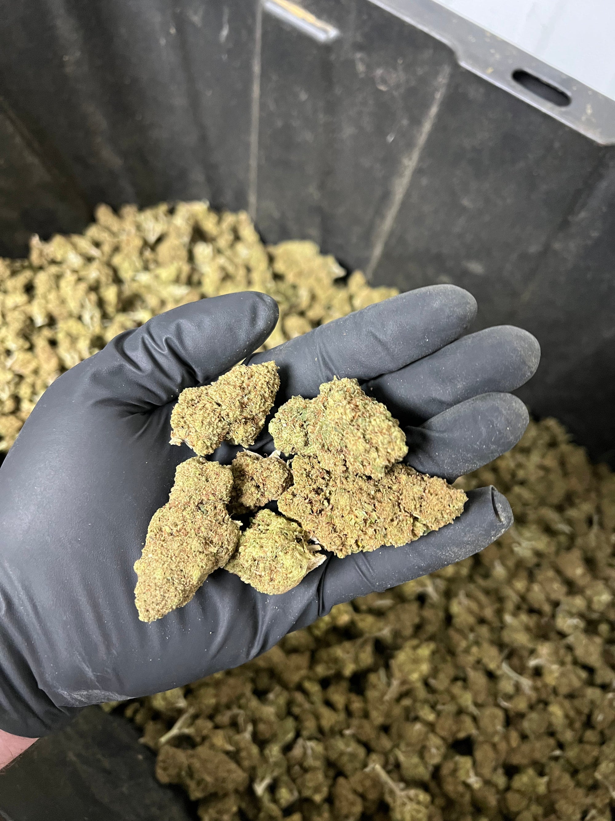 Hawaiian Express Hemp Flower