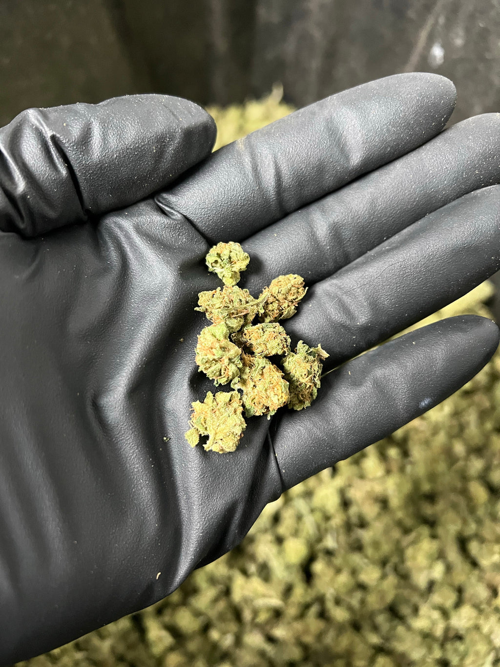 Suver Haze Smalls