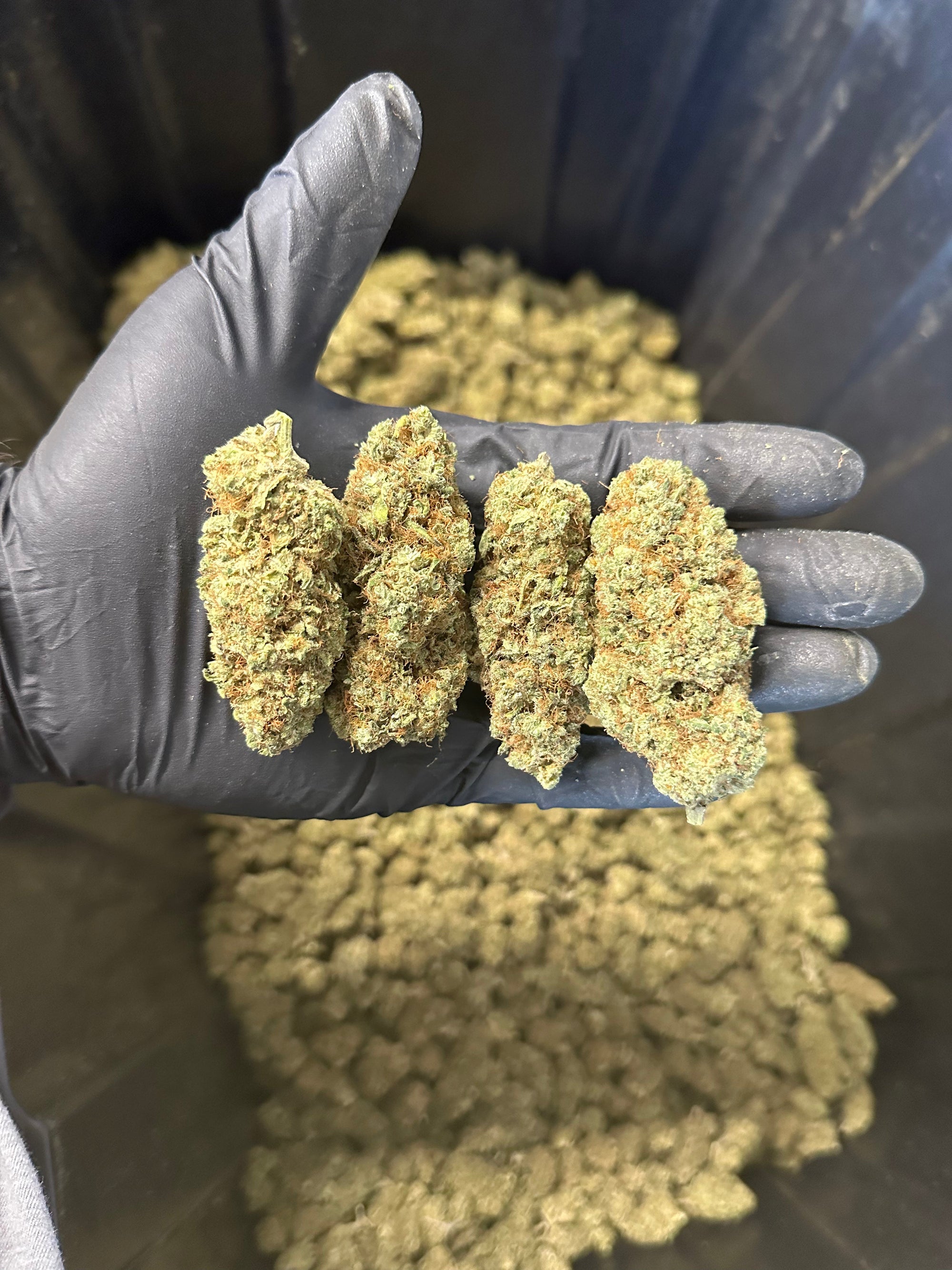 Indoor Grape Fizz Hemp Flower