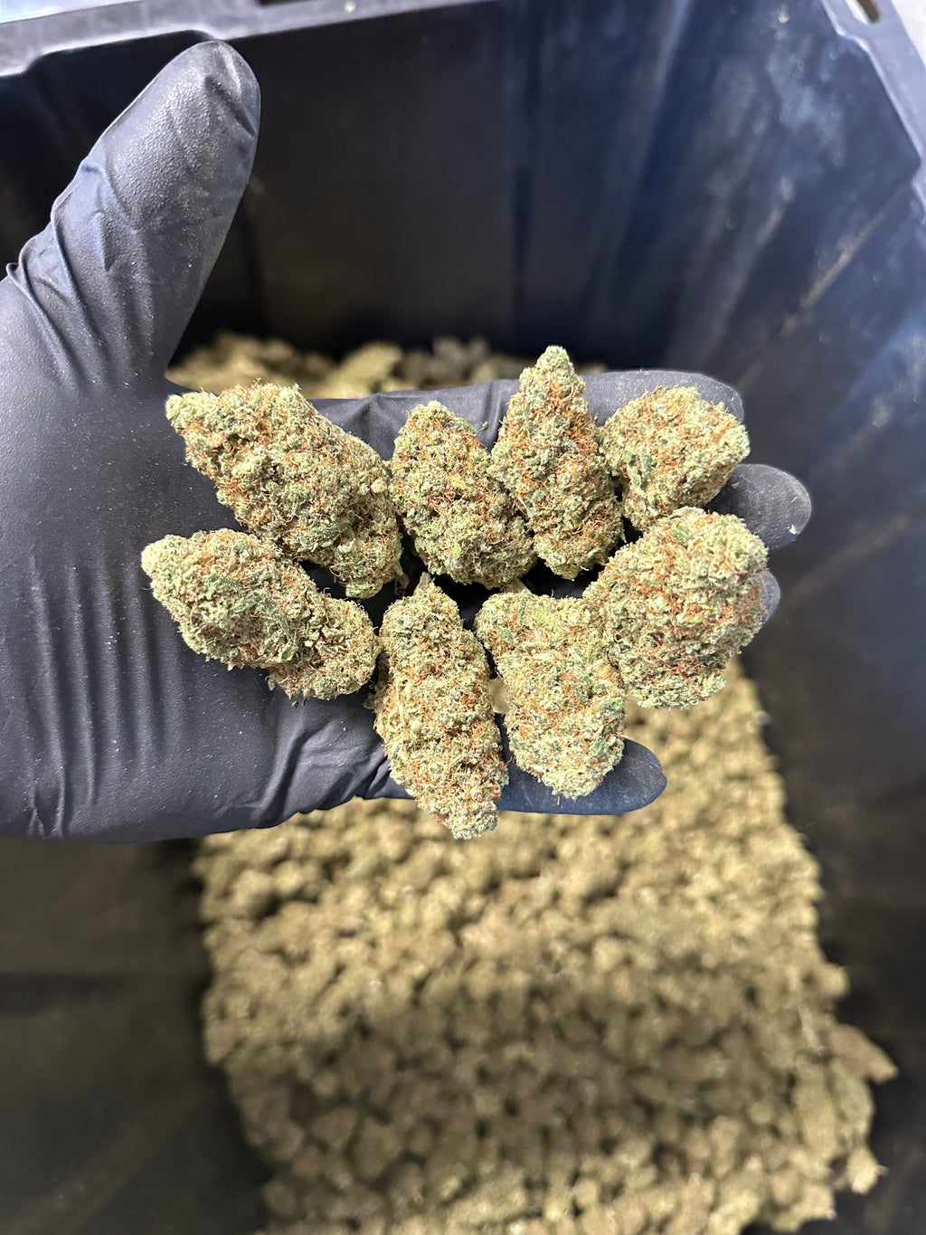 Indoor Grape Fizz Hemp Flower