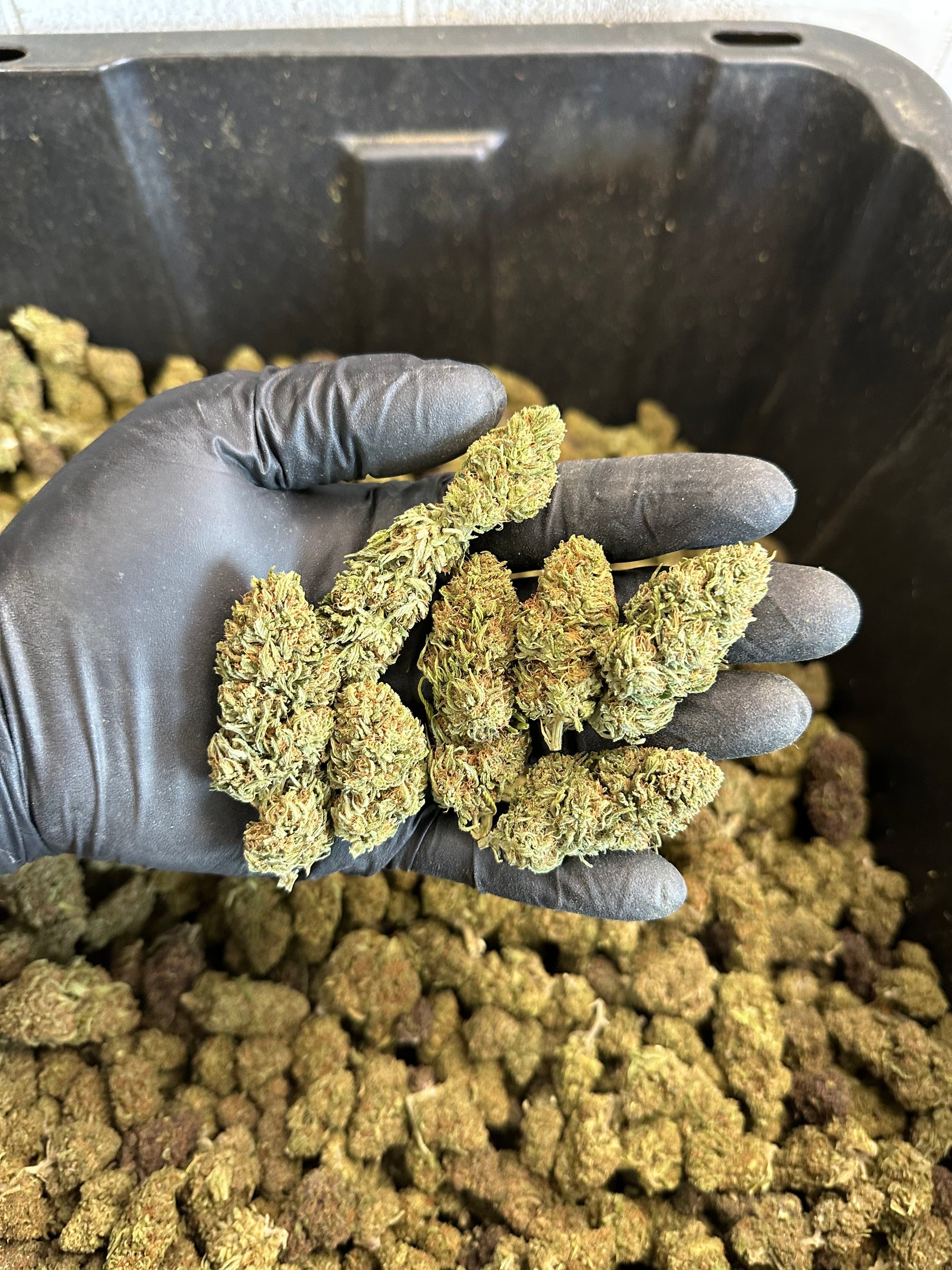 Chem Berry Hemp Flower